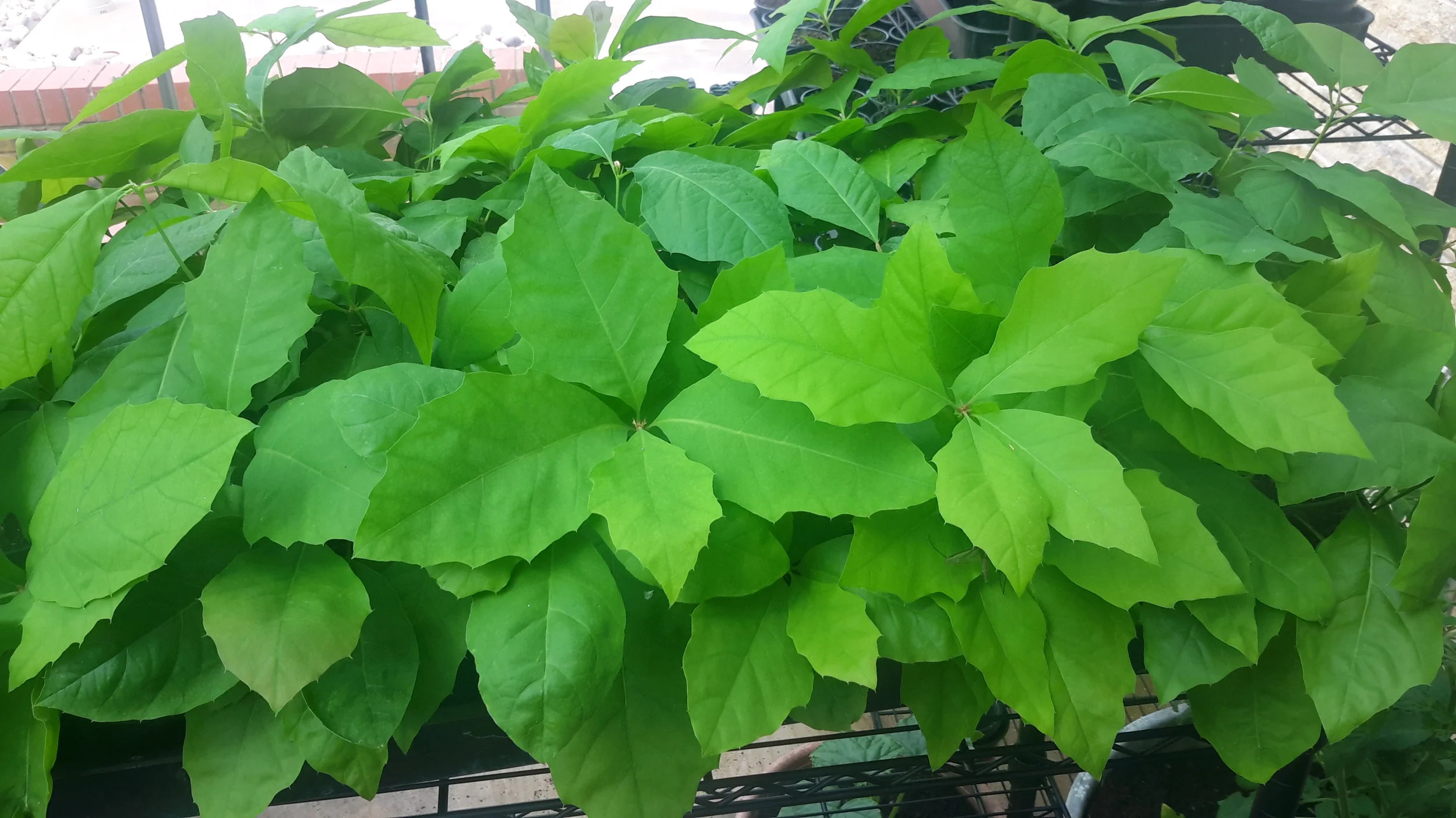 Red Oak (Quercus Ruba) Saplings