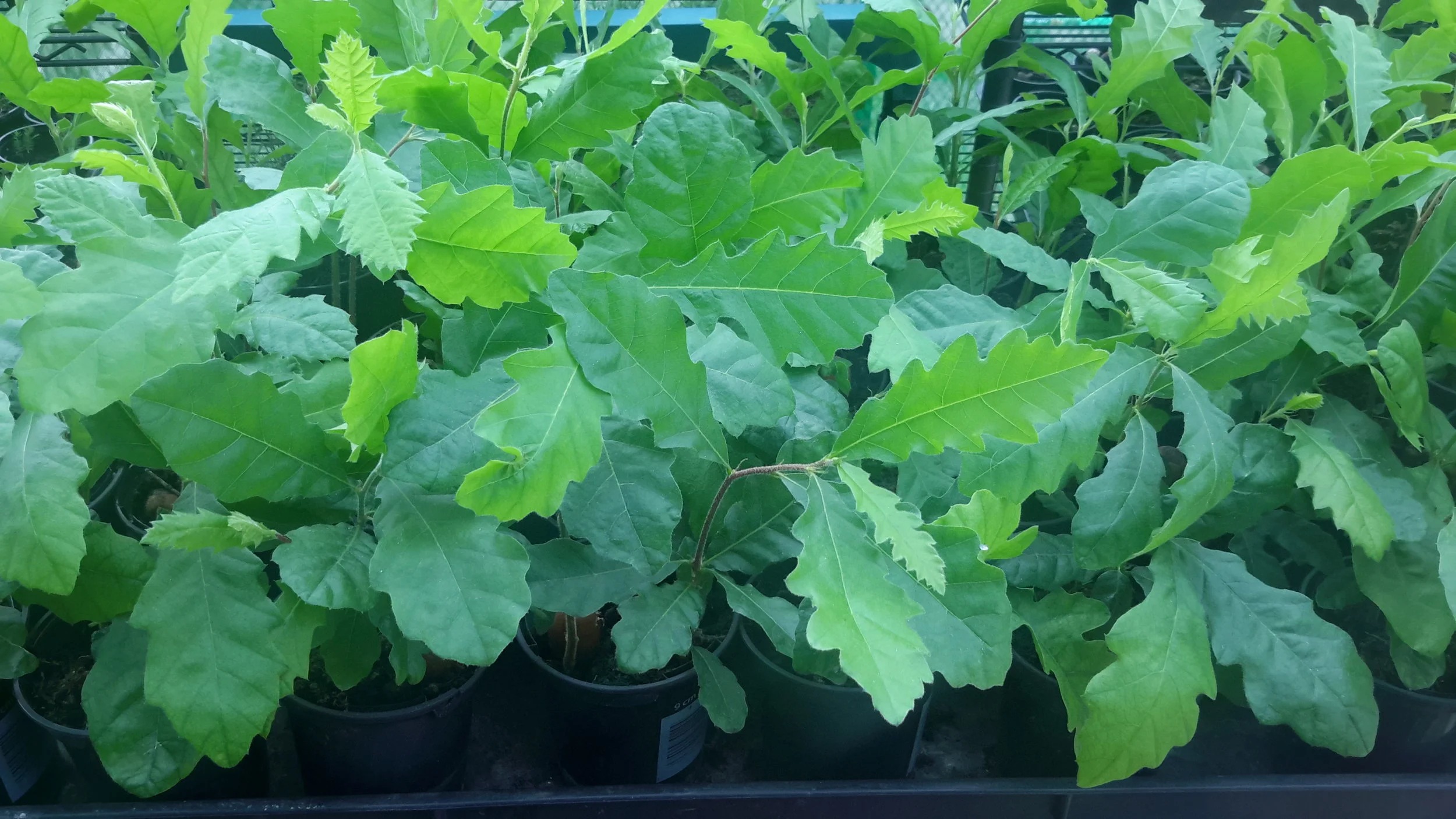 Turkey Oak (Quercus Cerris)