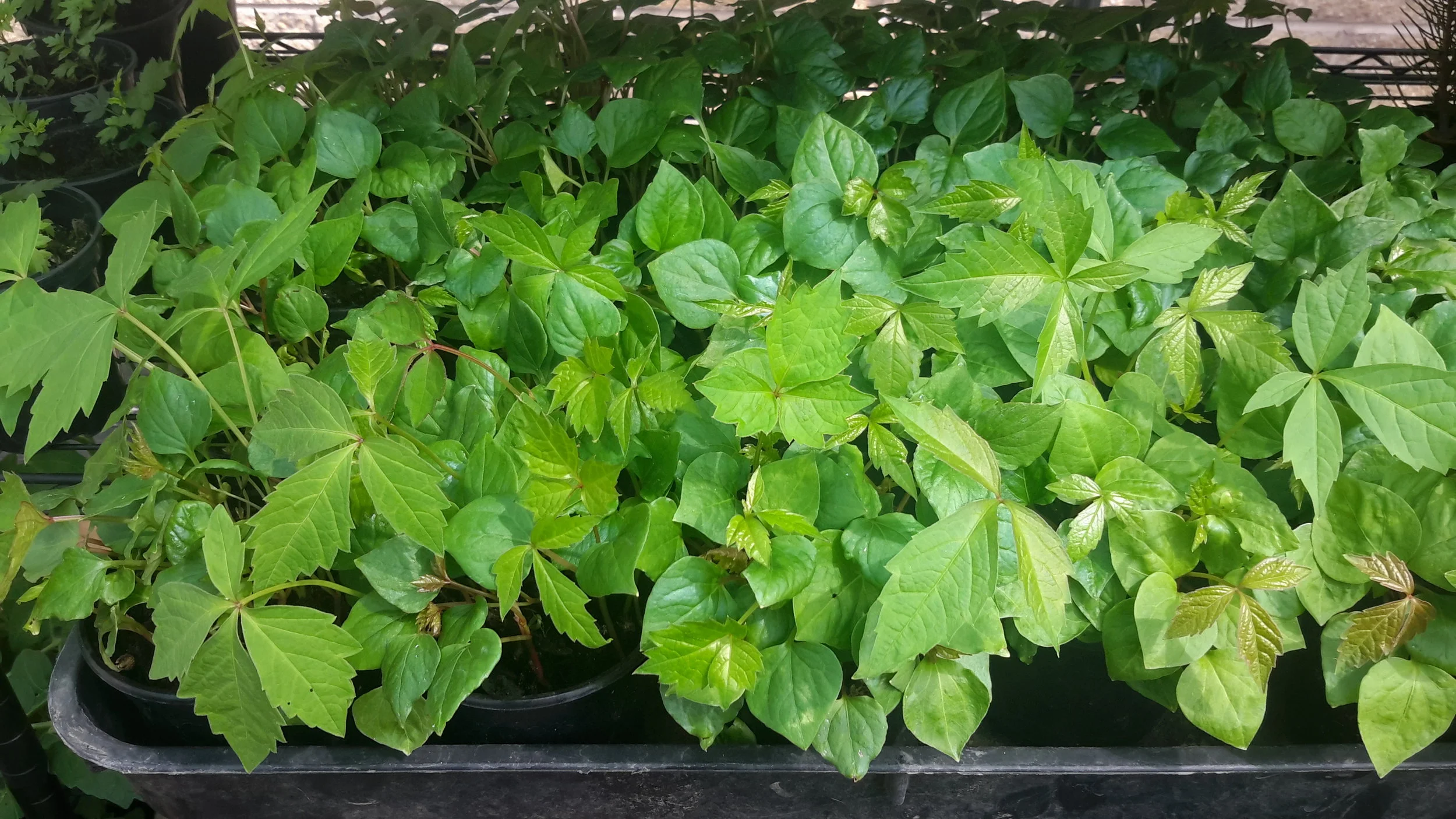 Boston Ivy (Parthenocissus Tricuspidata) Saplings