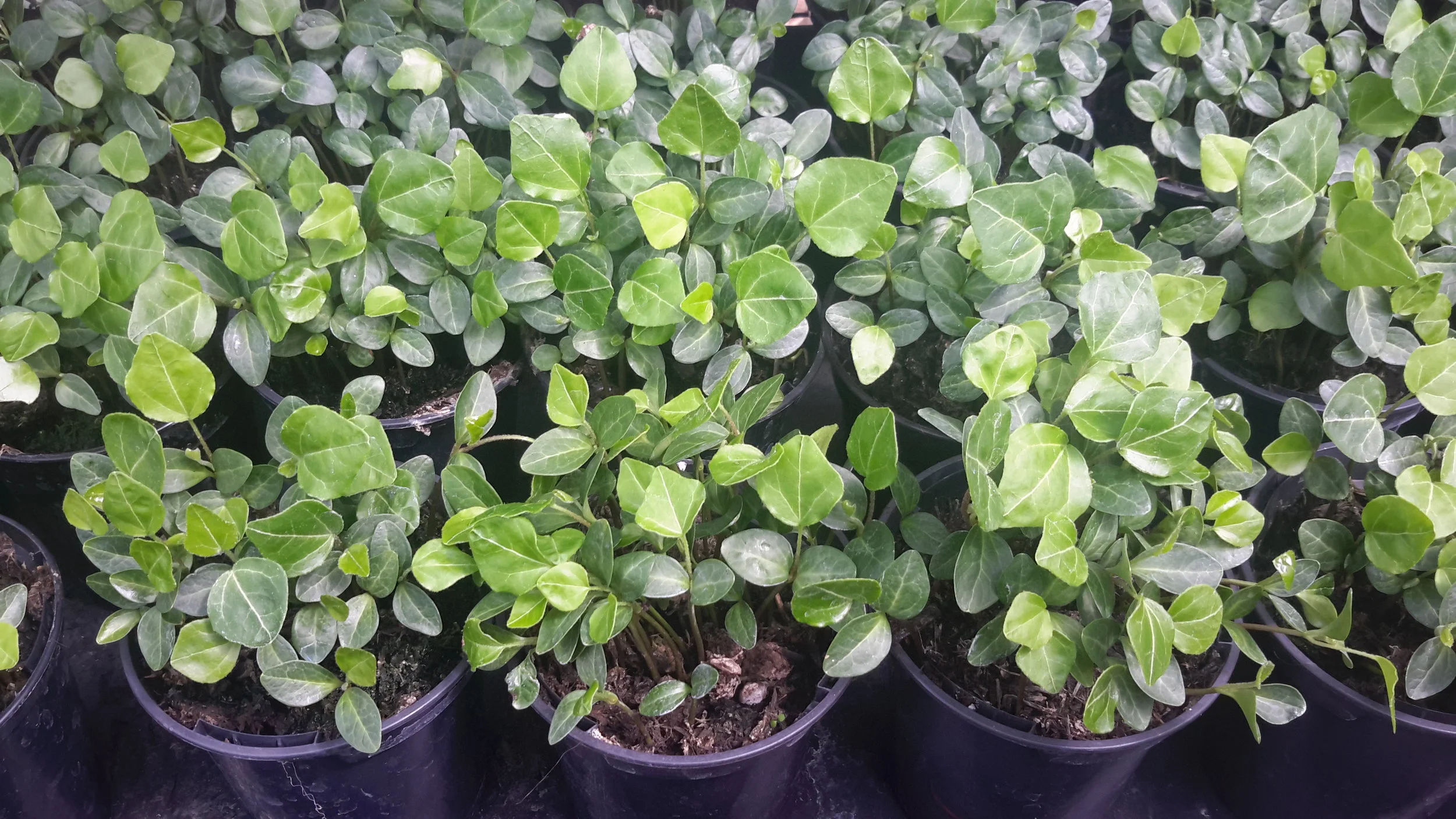 English Ivy (Hedera Helix) Saplings