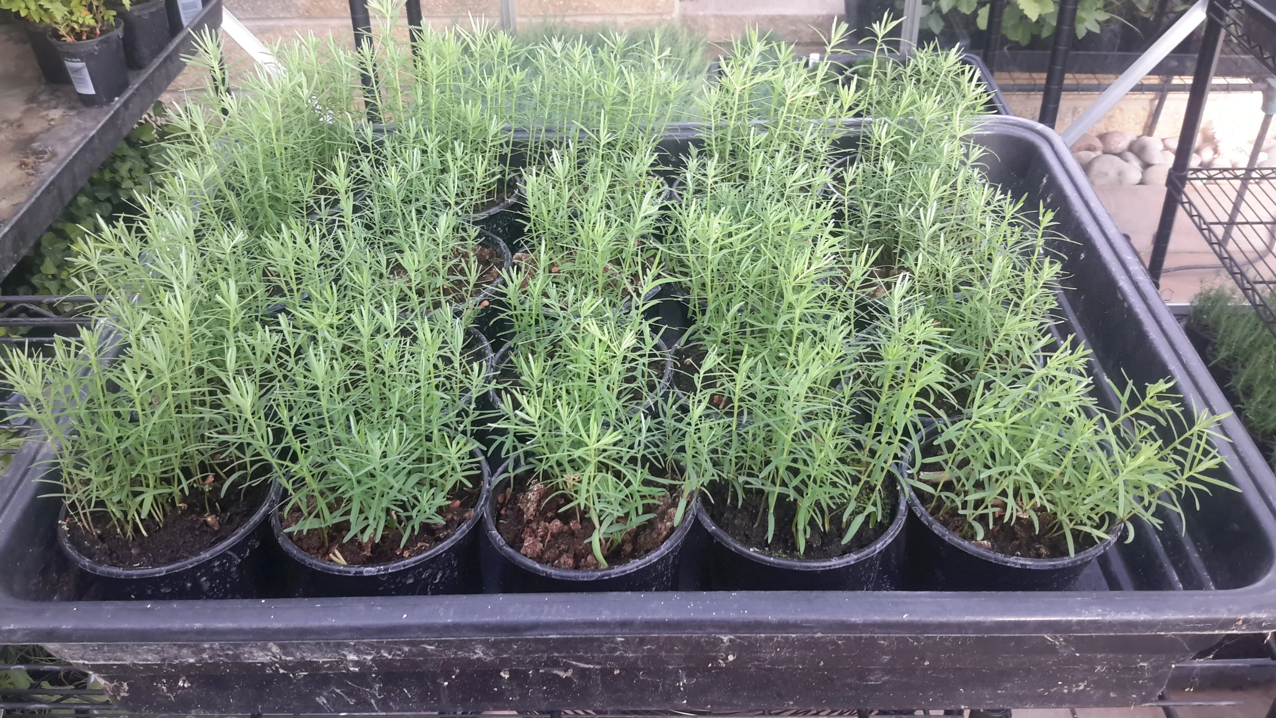 Coast Redwood (Sequoia Sempervirens) Saplings