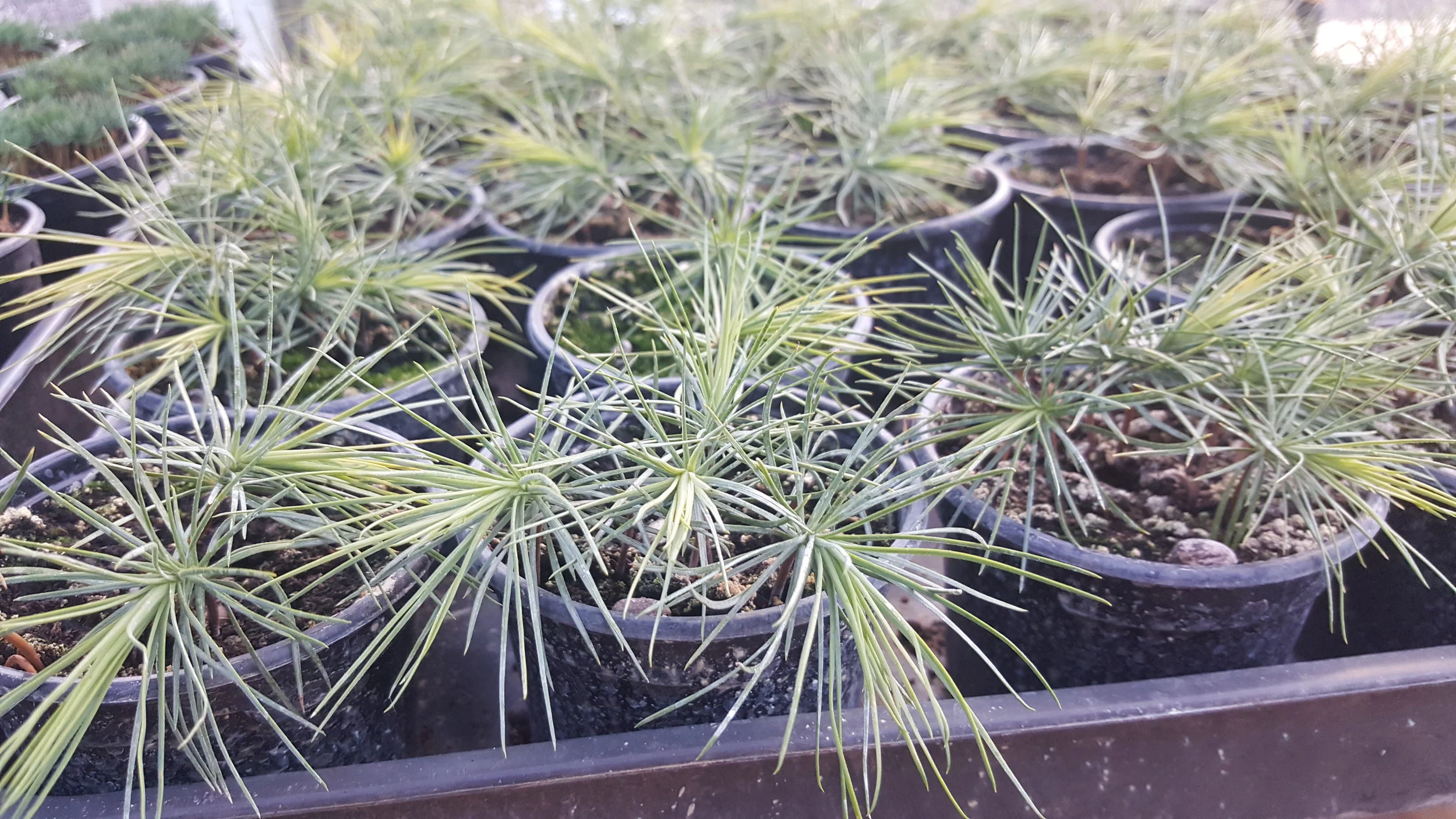 Lacebark Pine (Pinus Bungeana) Saplings