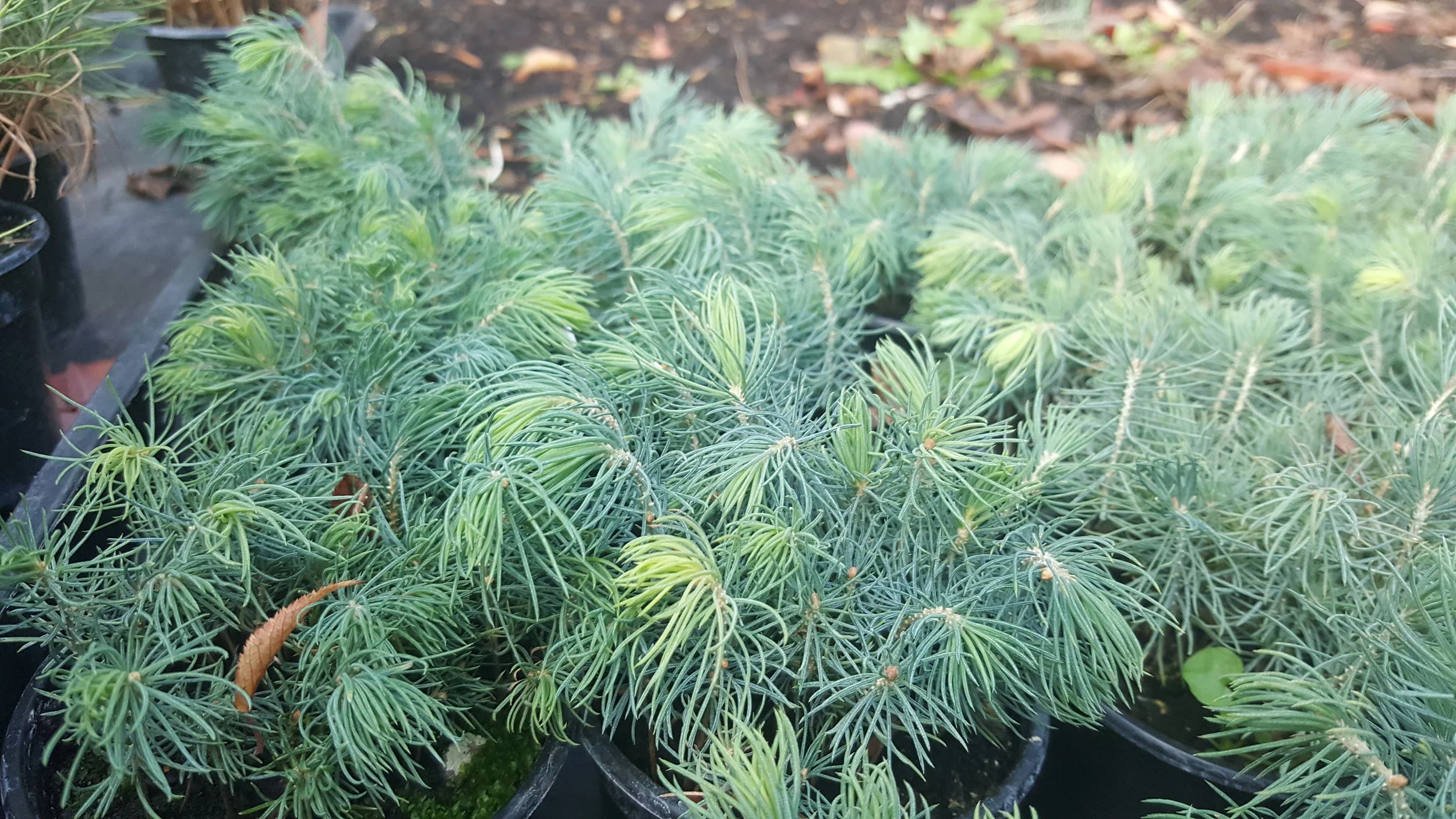 Engelmann Spruce (Picea Engelmannii) Saplings