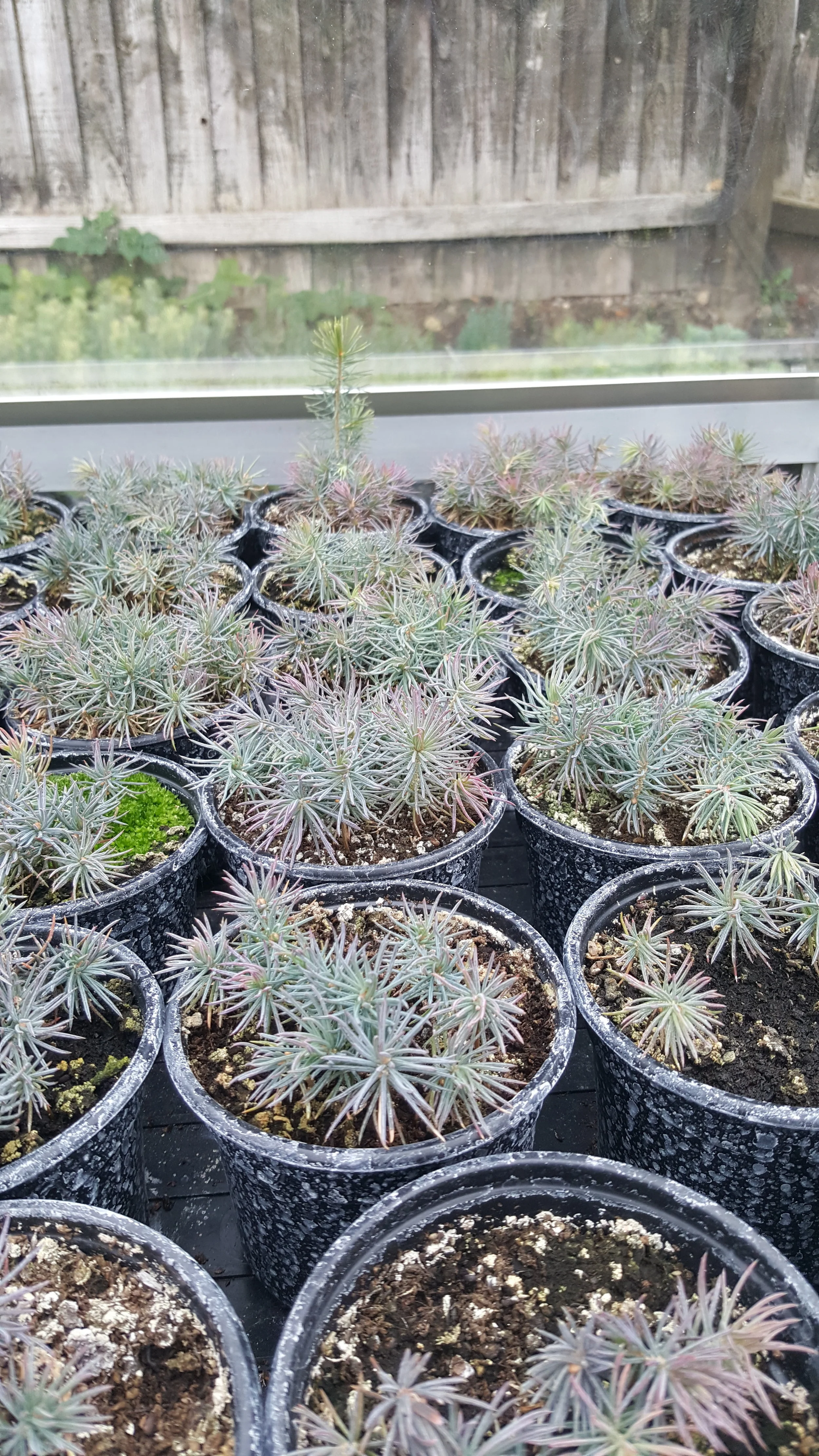 Green Dragon Spruce (Picea Retroflexa) Seedlings