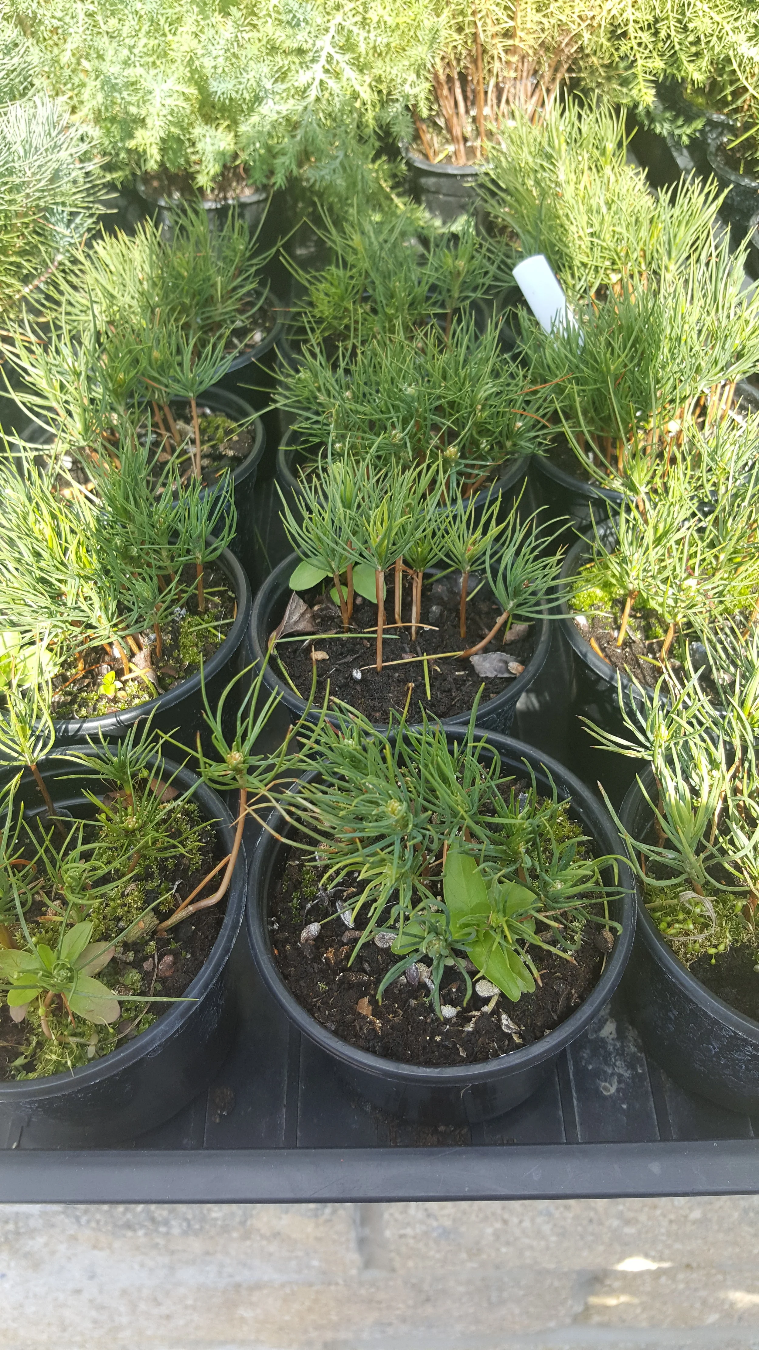 Bosnian Pine Seedlings