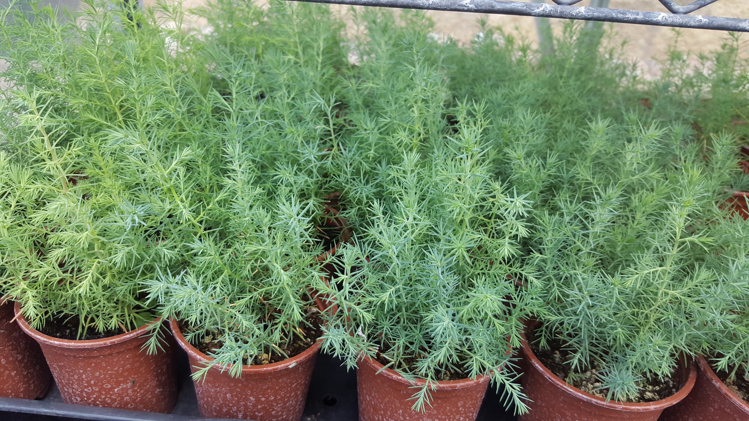 Bentham's Cypress (Cupressus Lusitanica Var. Benthami)