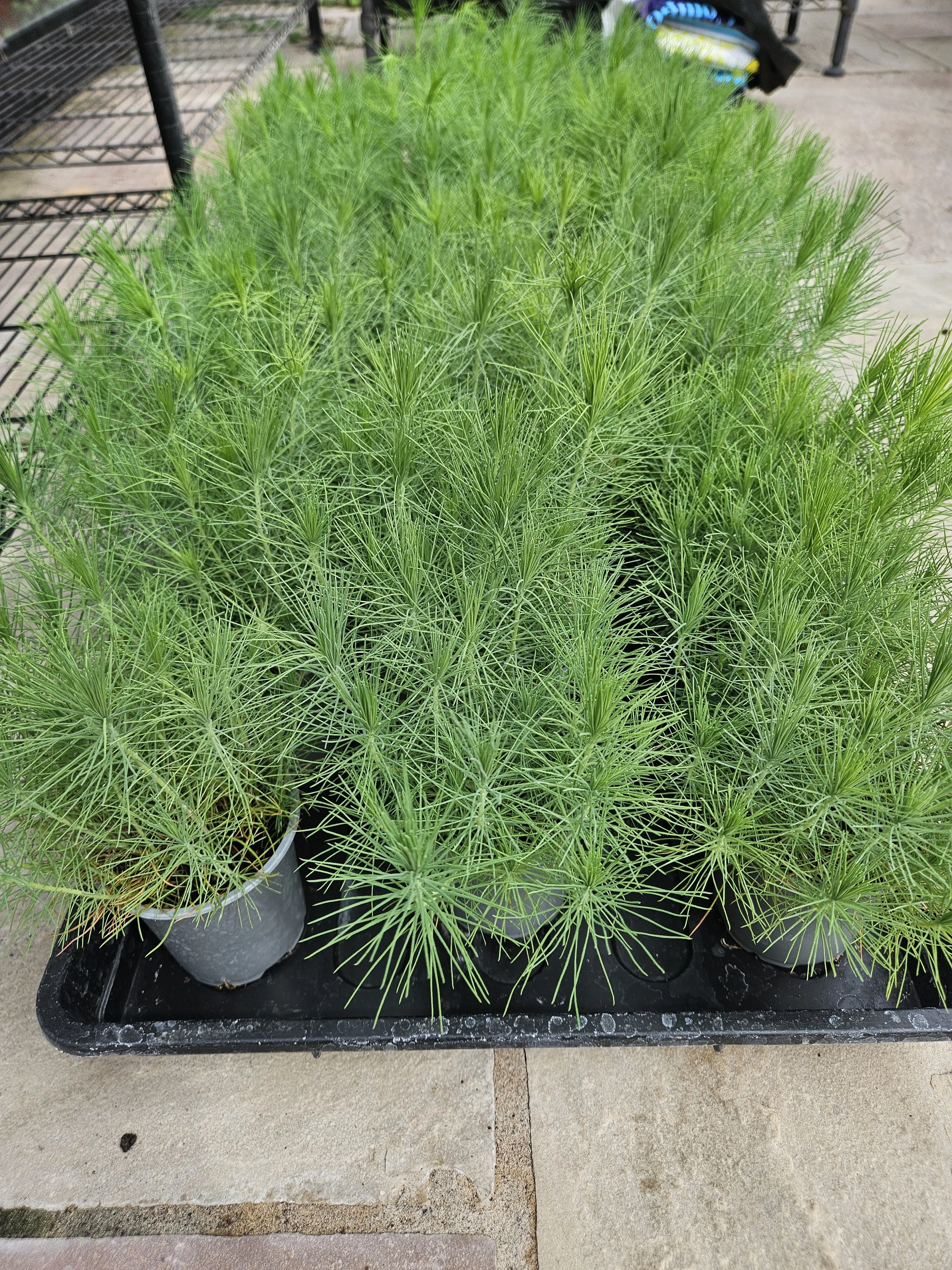 Schwerdtfegers Pine (Pinus Tecunumanii) Seedlings