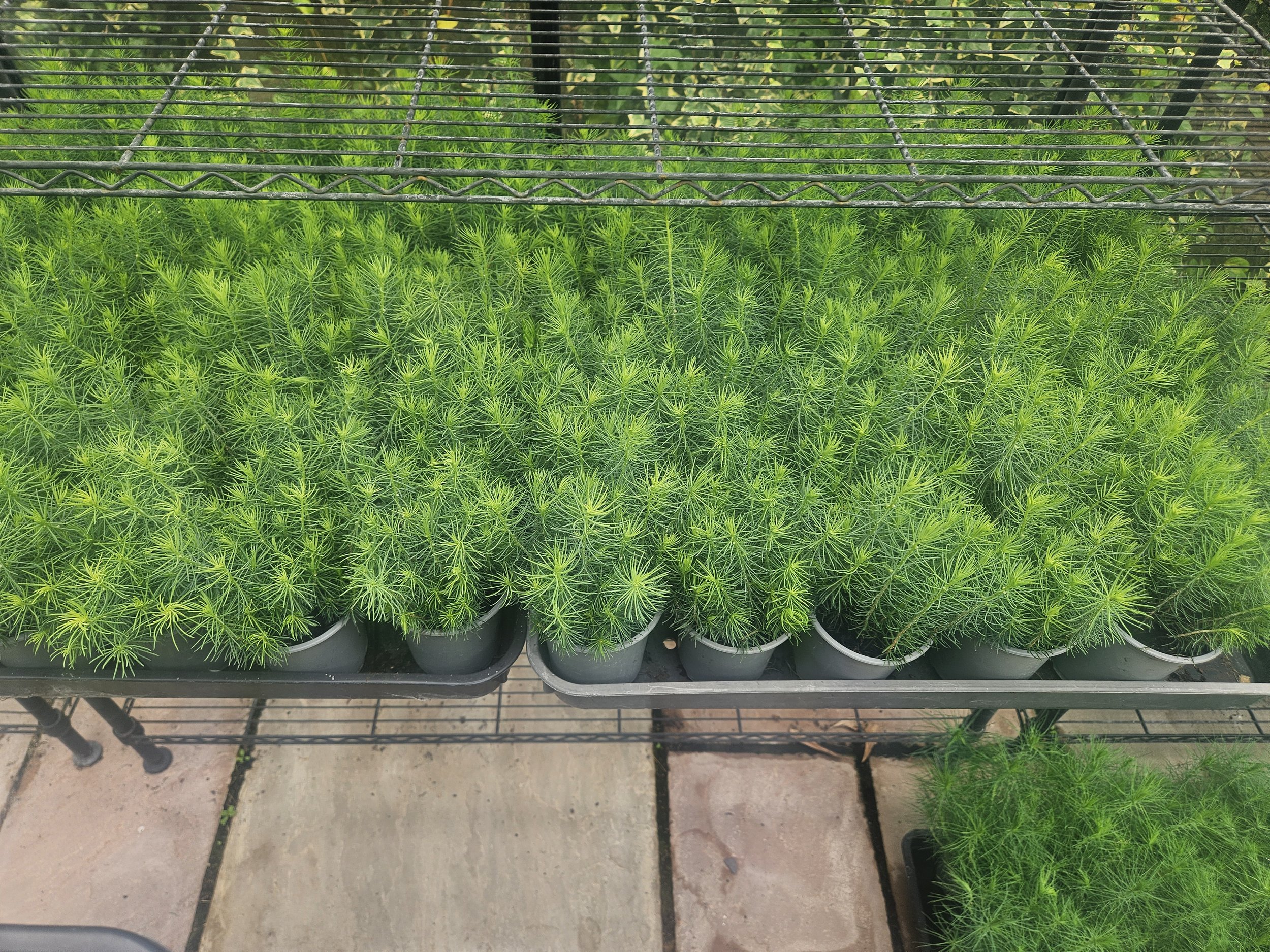Norway Spruce (Picea Abies)