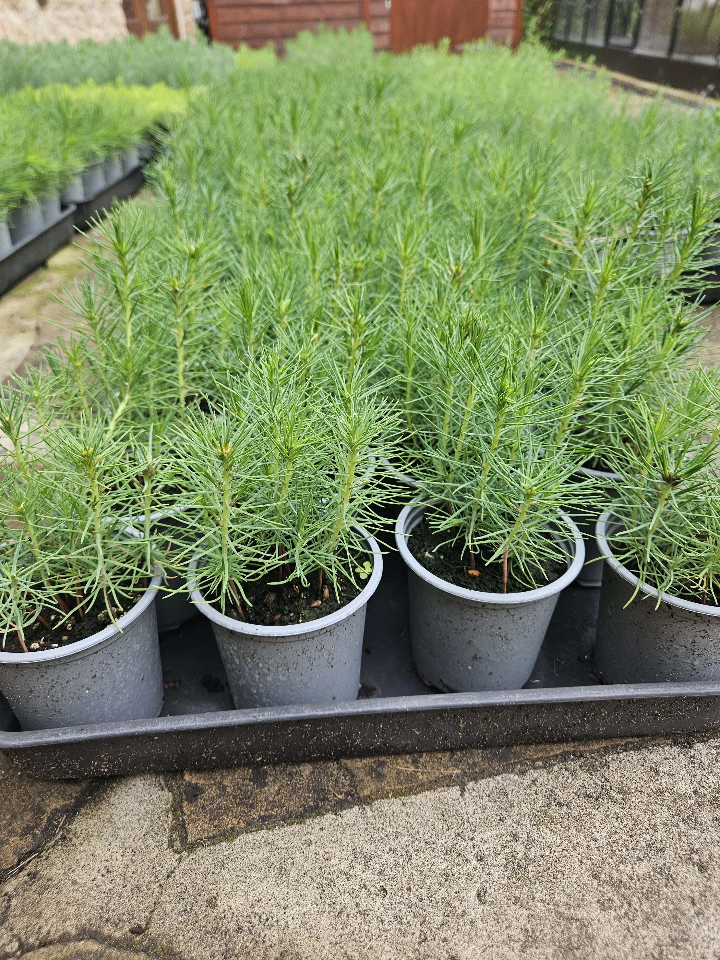 Japanese Black Pine (Pinus Thunbergii) Saplings
