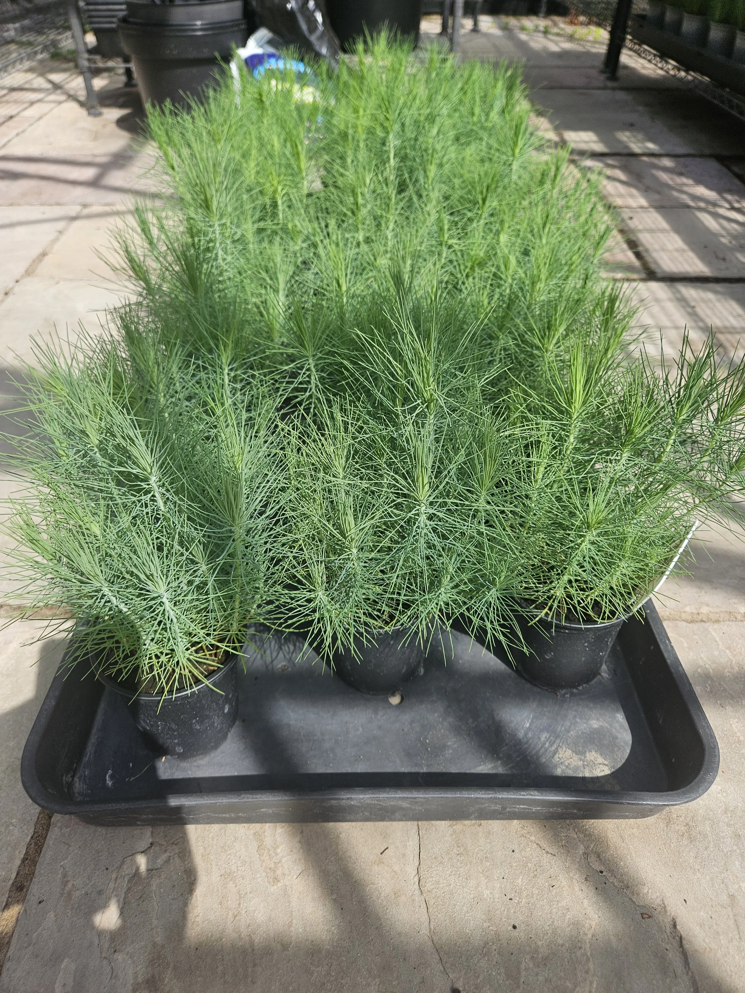 Thinleaf Pine (Pinus Maximinoi) Saplings