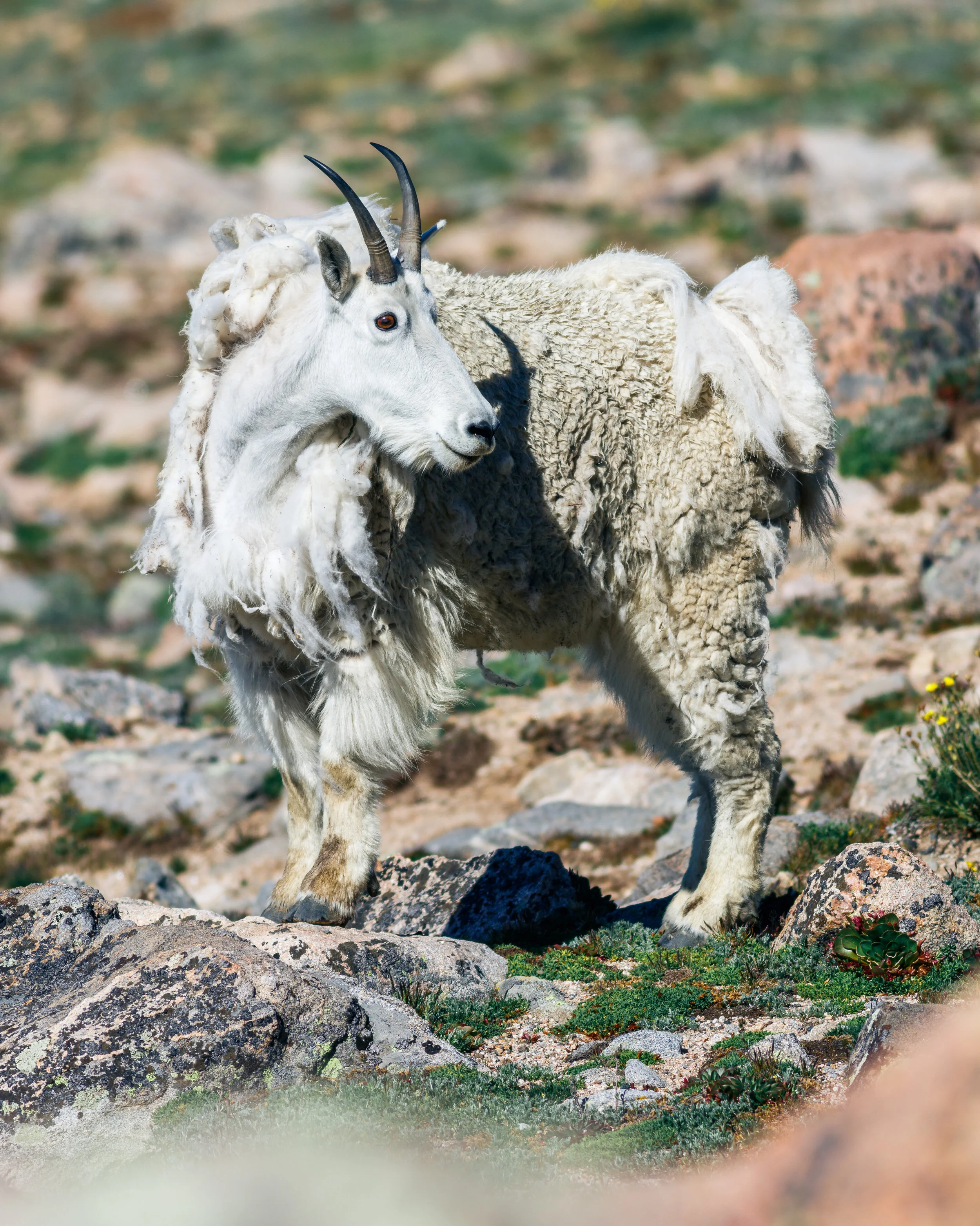 MountainGoat-.jpg