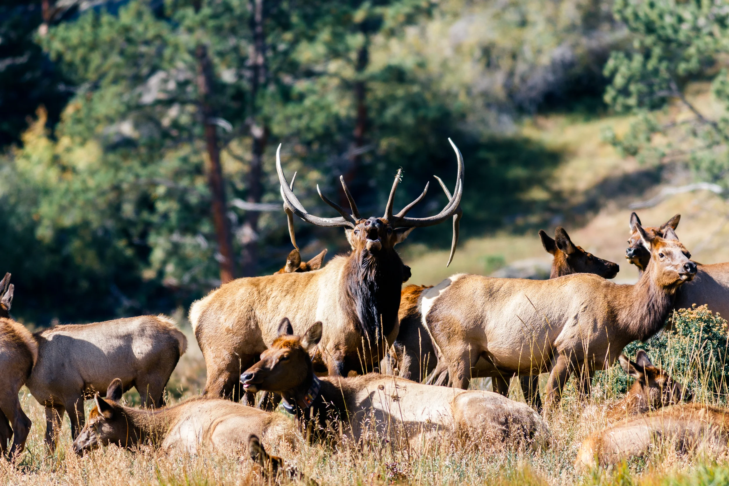 bullelk-8349.jpg