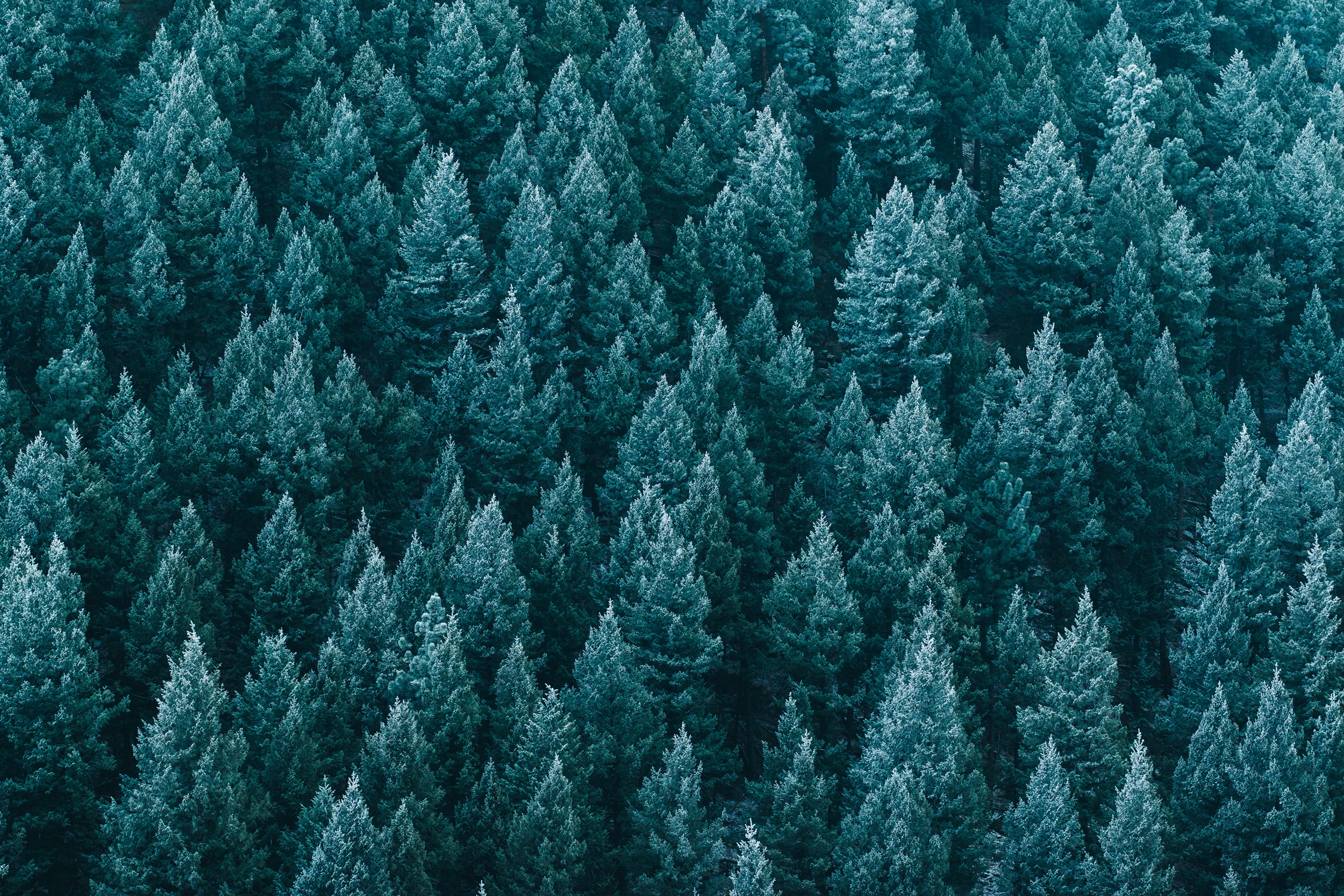 trees-.jpg
