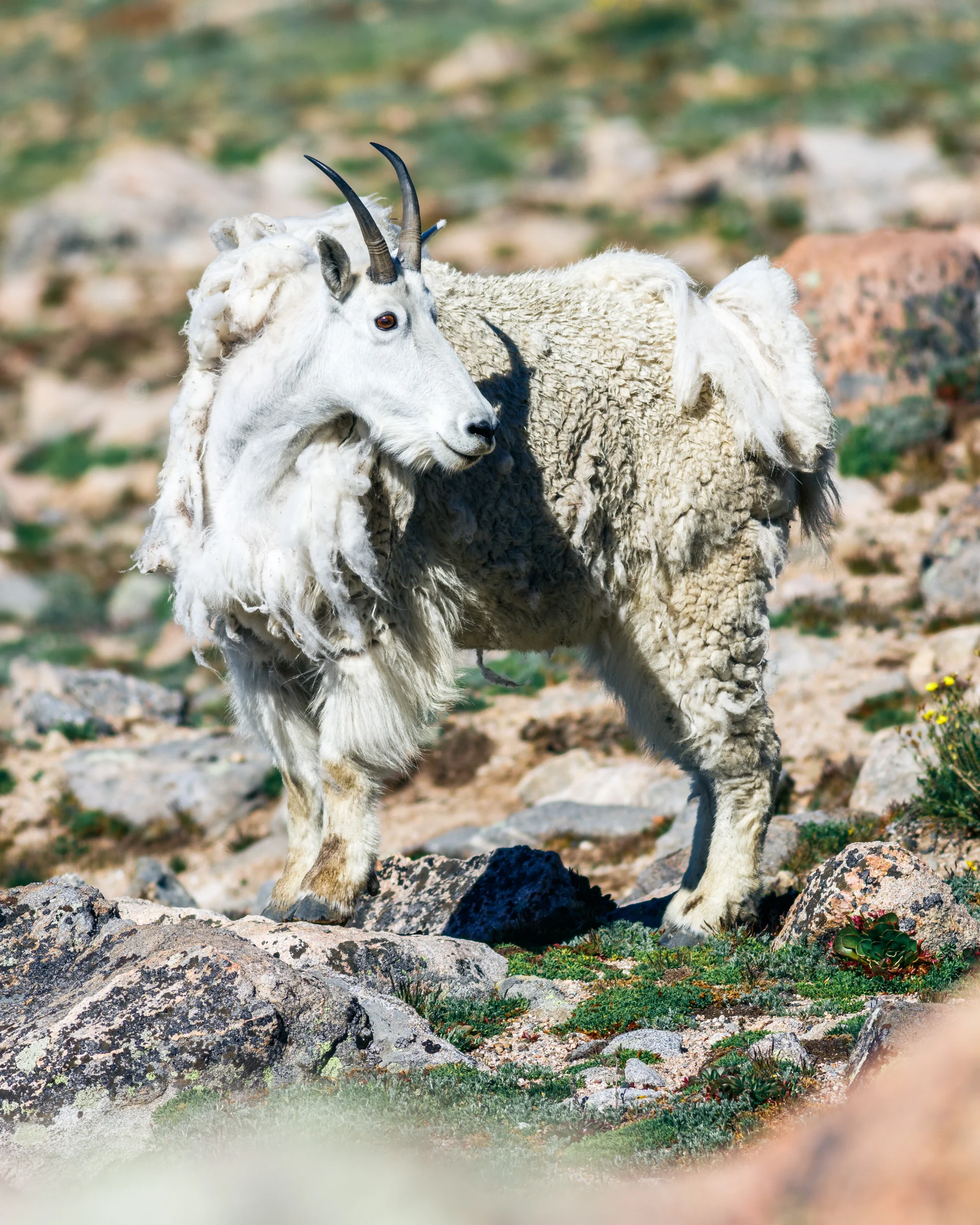 mtgoat-.jpg