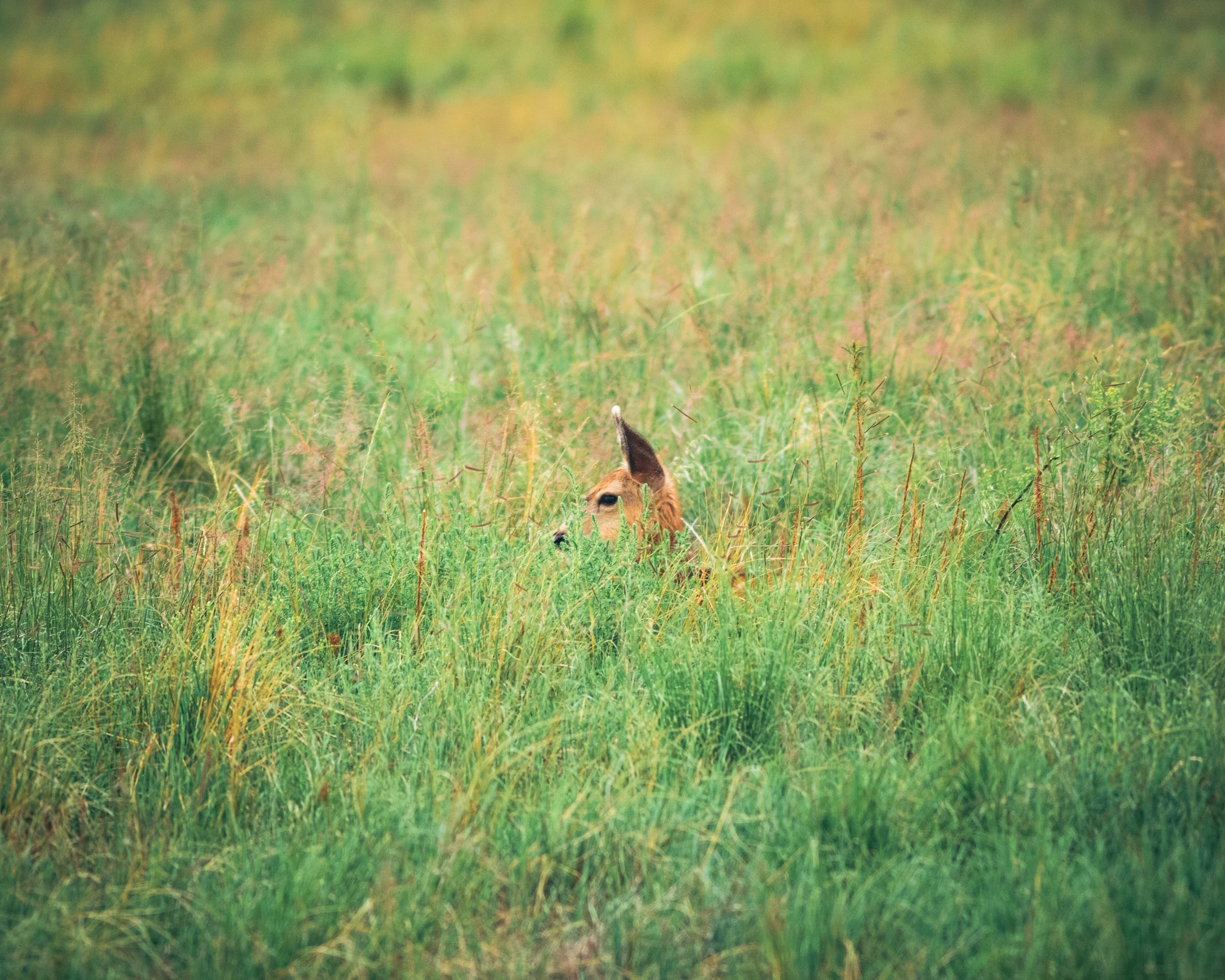 fawn-5207.jpg