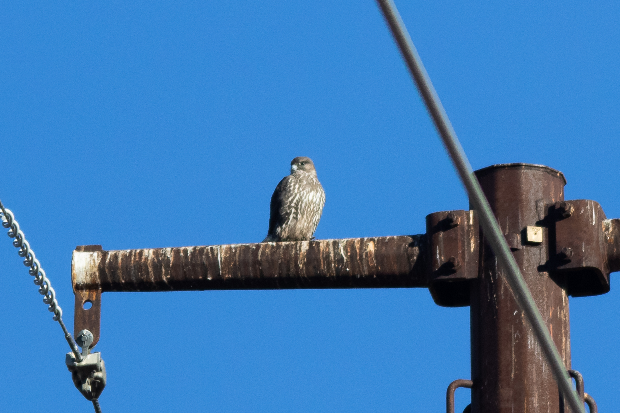 Gyrfalcon-2352.jpg