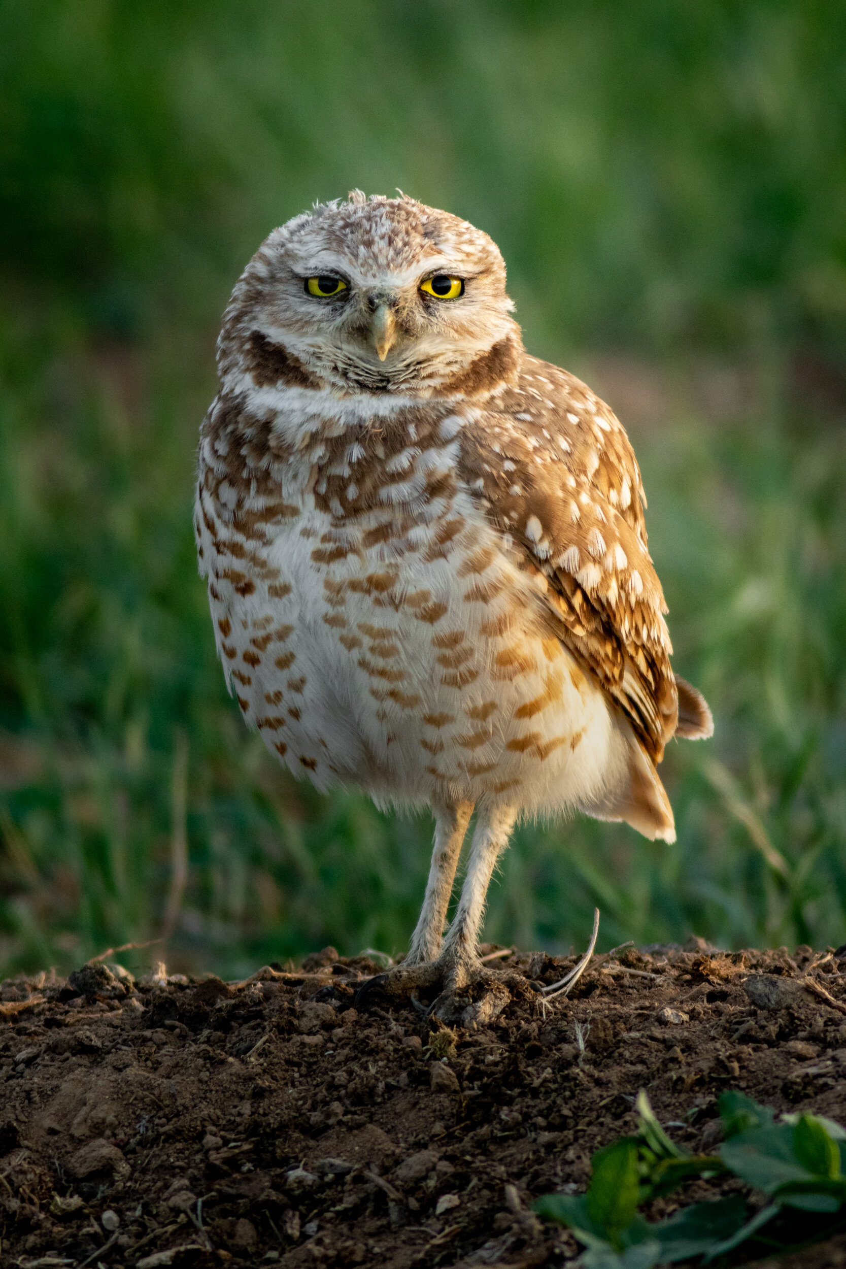 Burrowing Owl - Male-5080.jpg