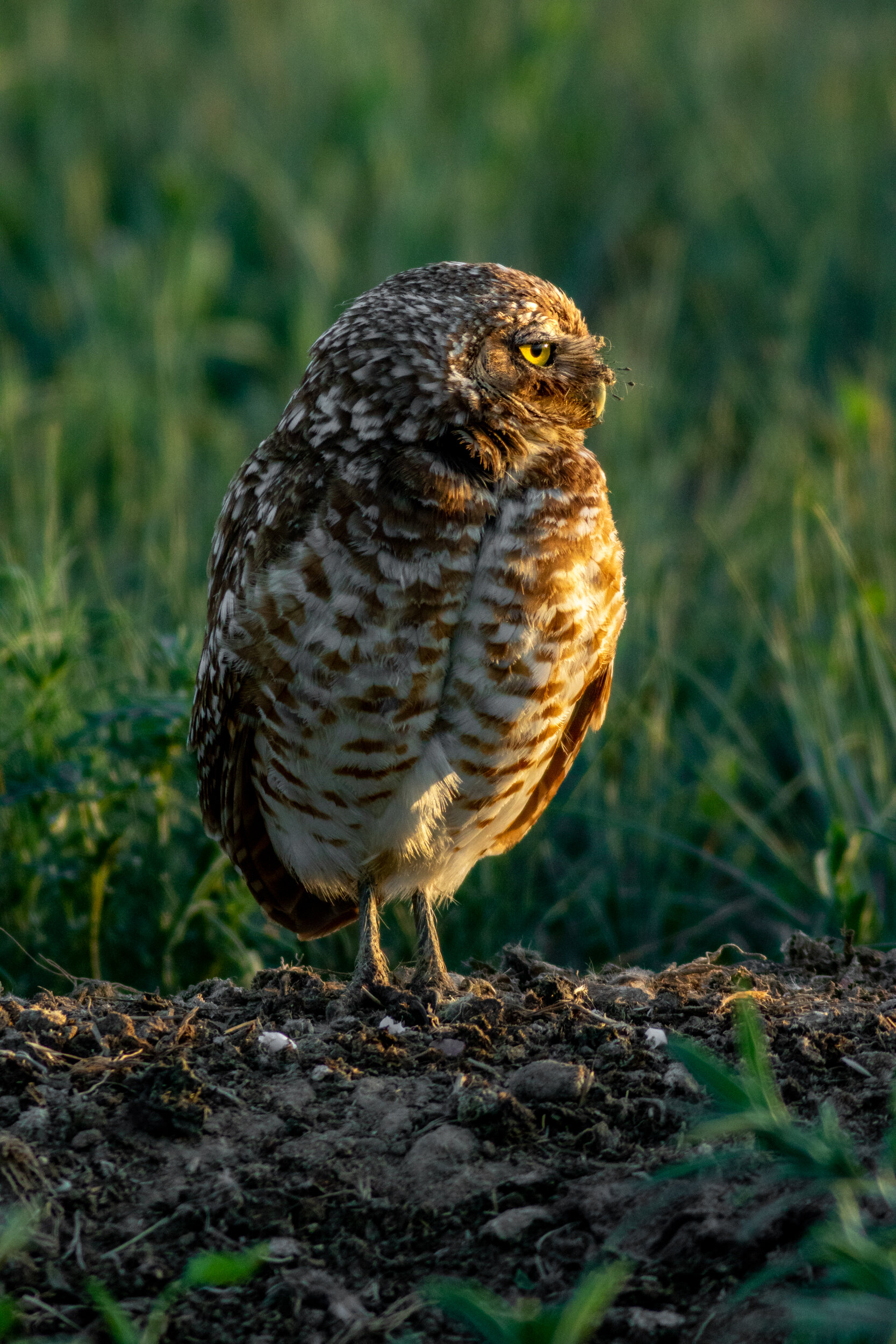 Burrowing Owl - Female-1680.jpg