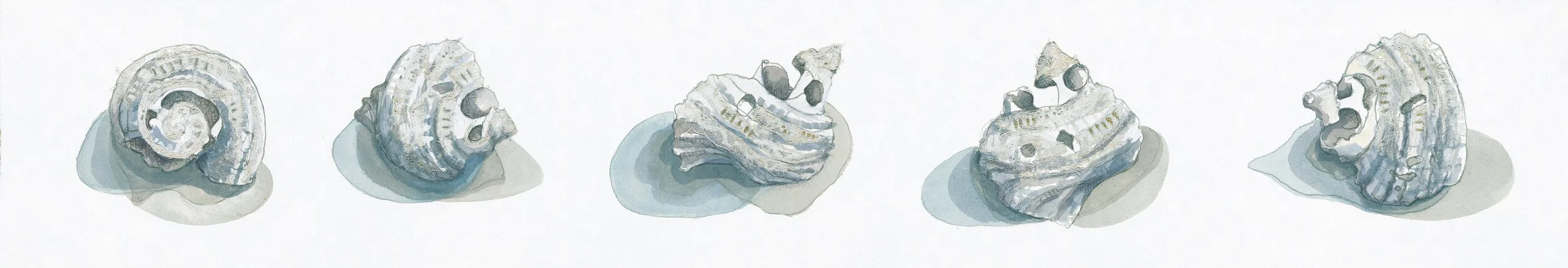 row of shells (Limited Edition Print)