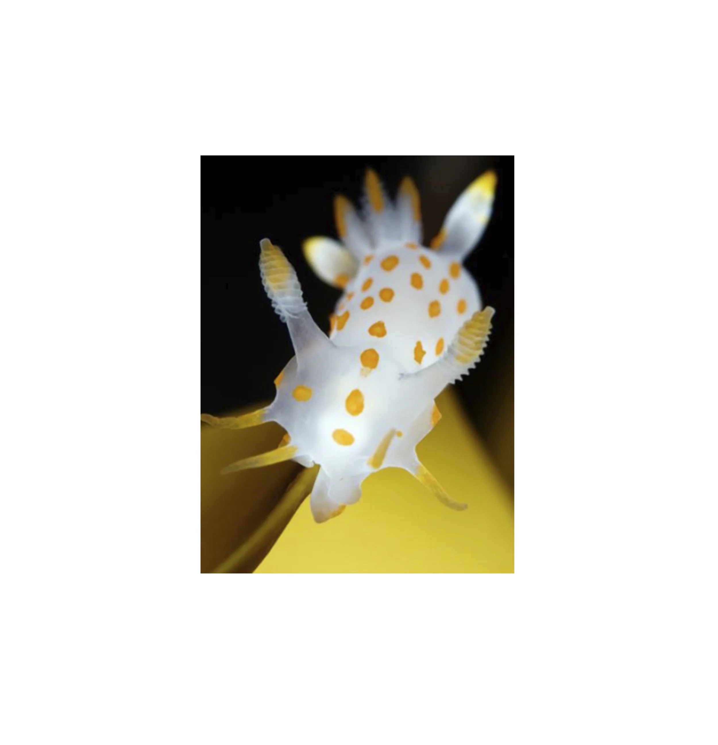 Fowey-Regatta-Carnival-inspo-animals_0000s_0007_sea slug.jpg