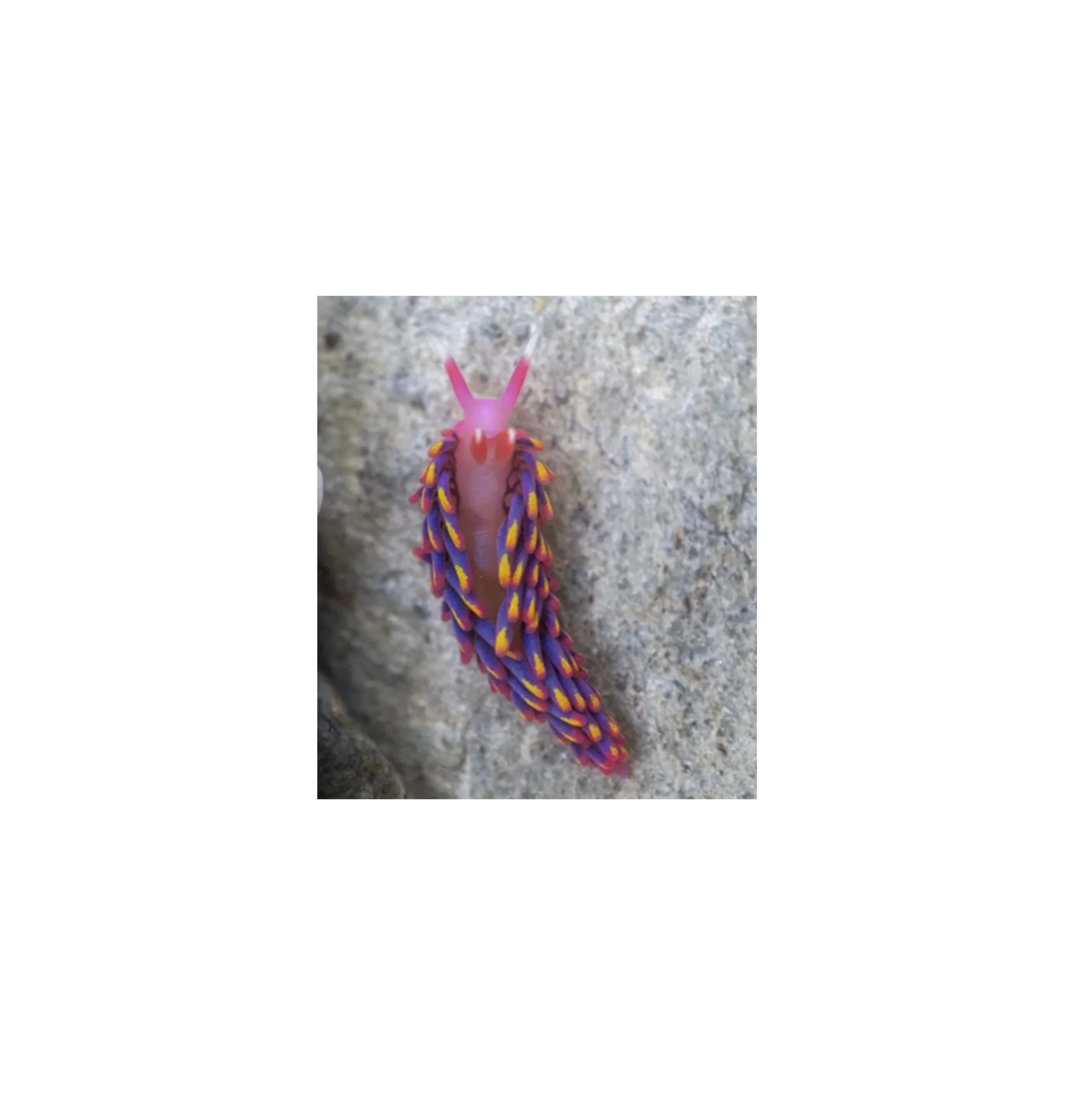 Fowey-Regatta-Carnival-inspo-animals_0000s_0002_rainbow sea slug.jpg