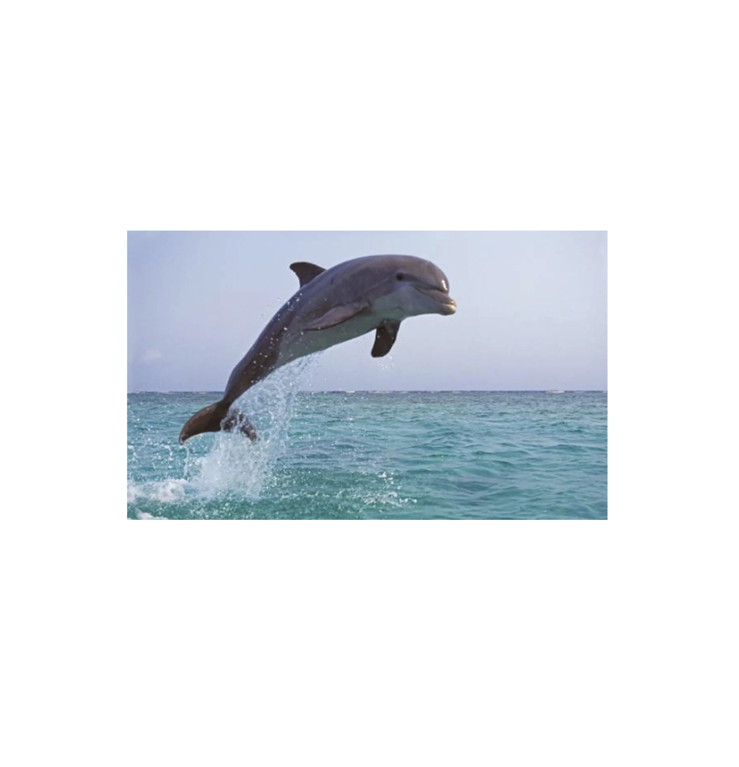 Fowey-Regatta-Carnival-inspo-animals_0000s_0001_dolphin.jpg