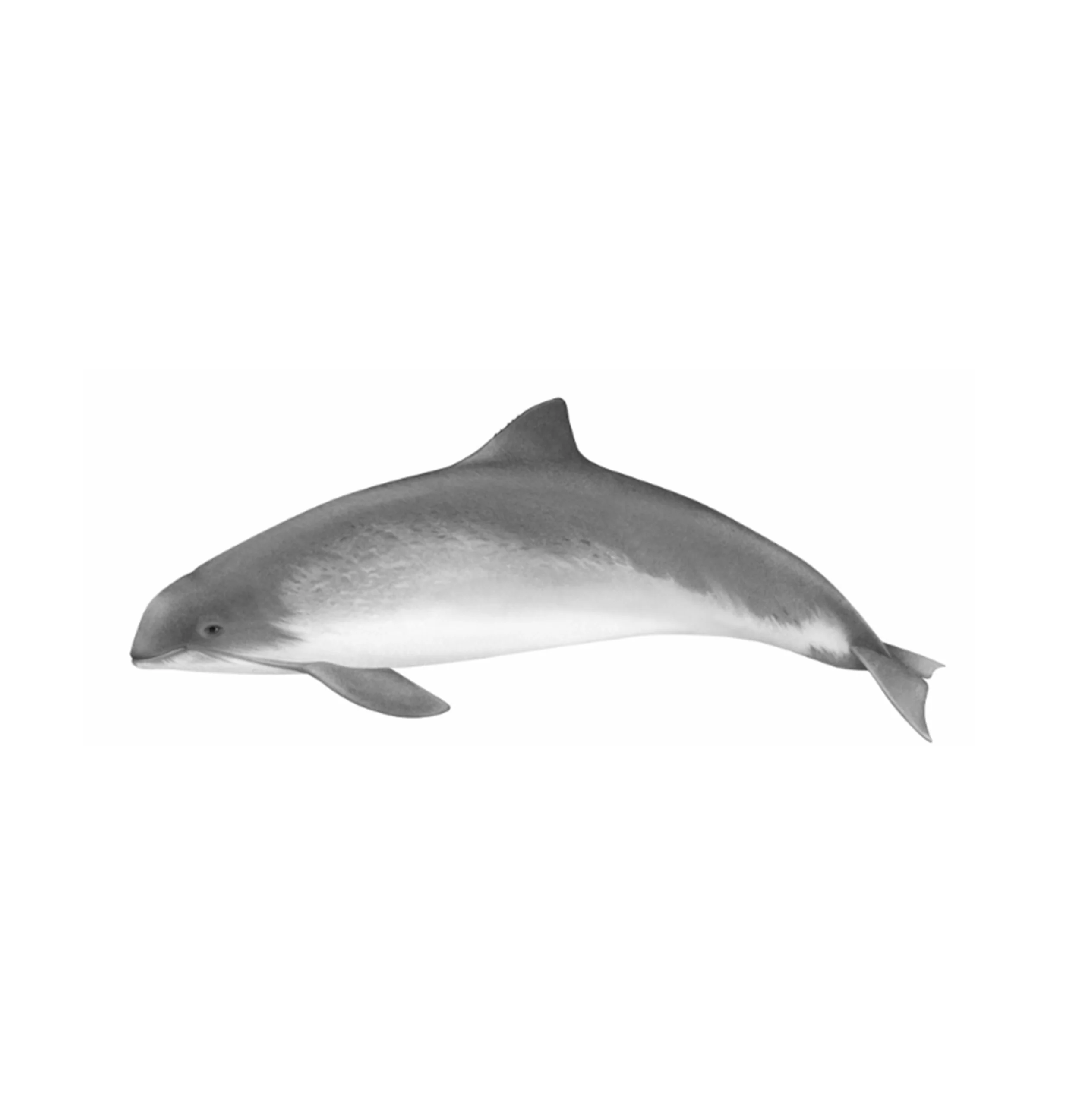 Fowey-Regatta-Carnival-inspo-animals_0000s_0000_porpoise.jpg