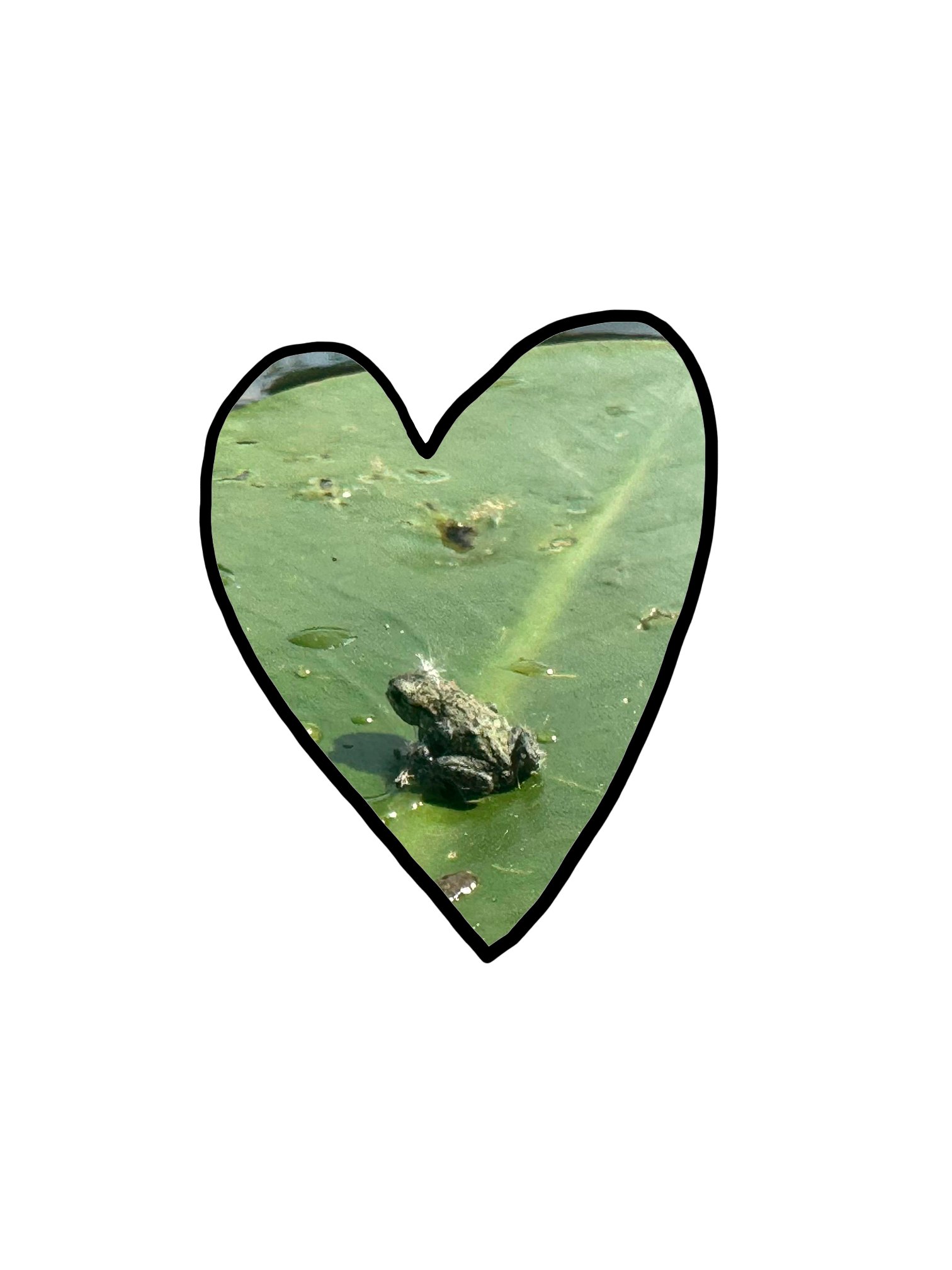 frog.jpg