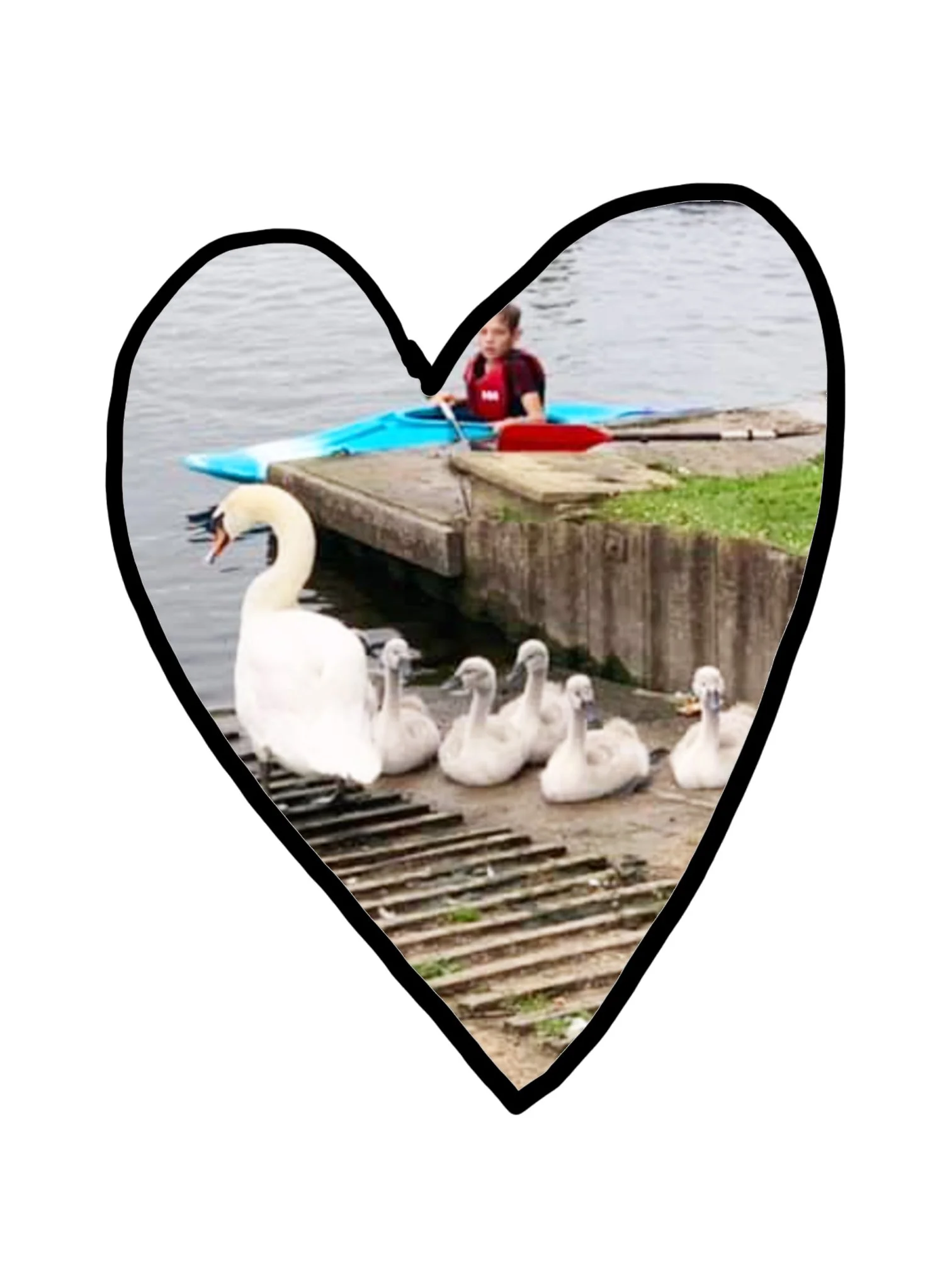 swans.jpg