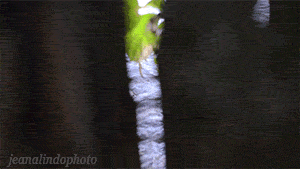 focusonpeace.gif