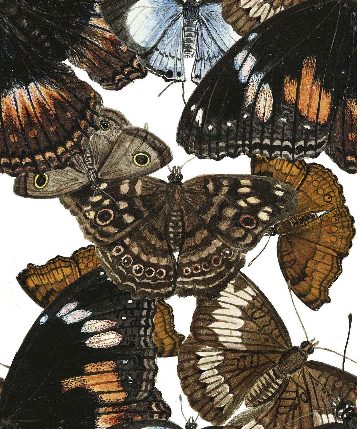Fall-2017-Moth-Print-2WEB.jpg