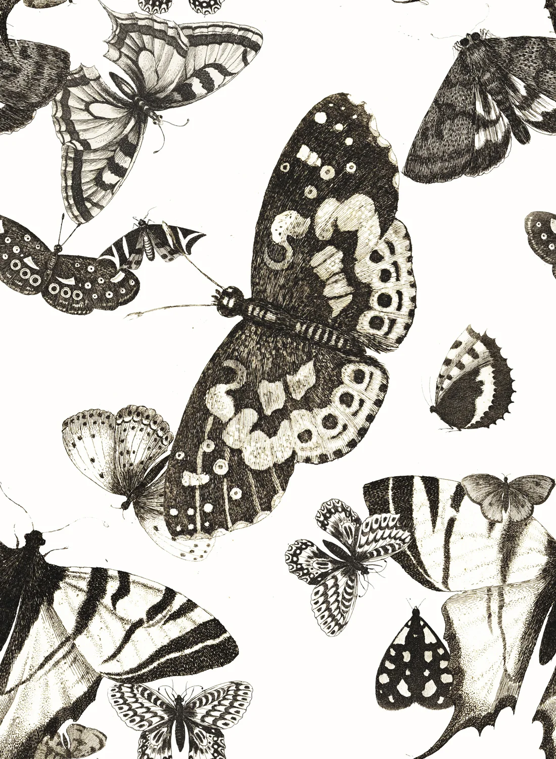 Fall-2017-Moth-Print-1WEB.jpg