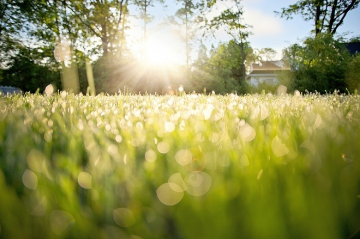 dew-on-grass-788059_640.jpg
