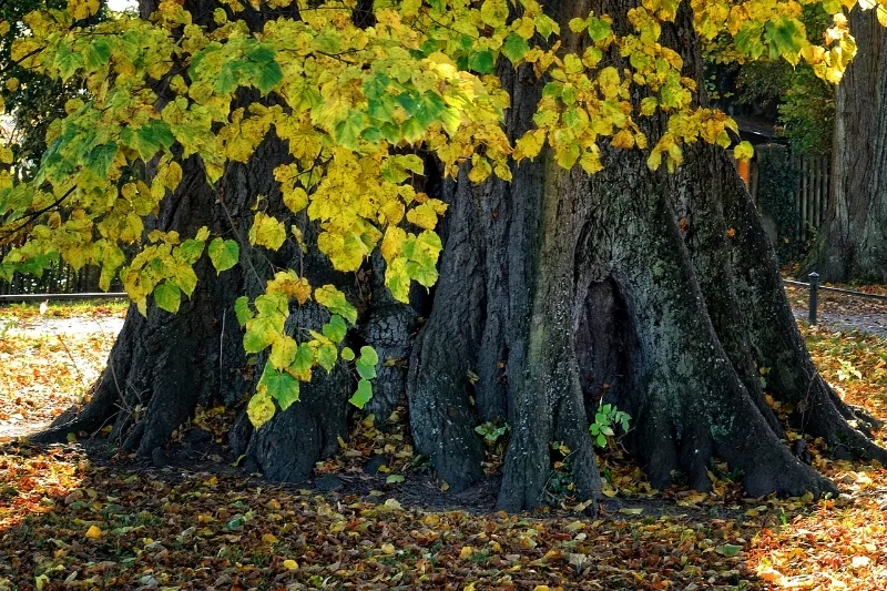log-1029966_1280.jpg