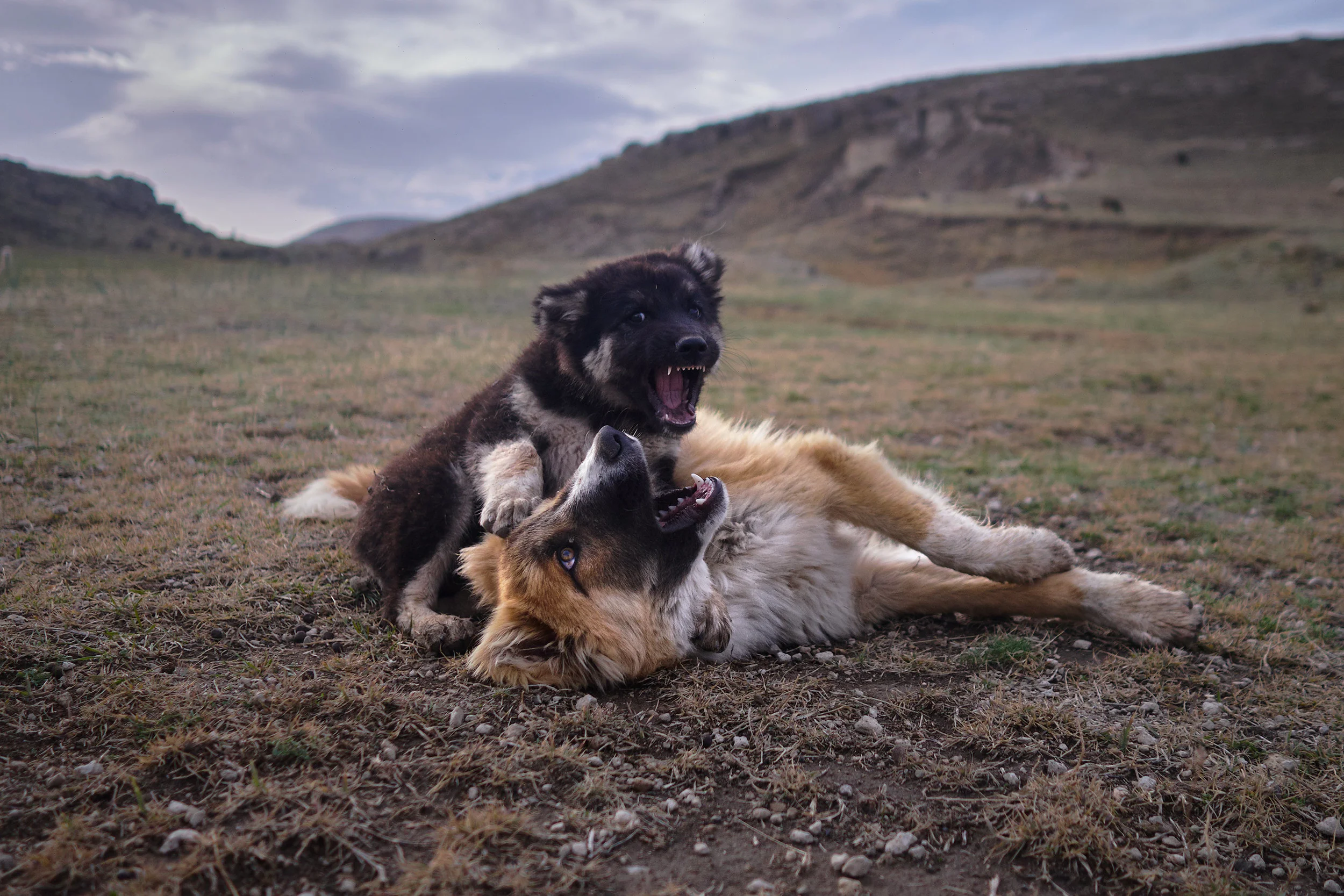 Caucas shepherd dogs fighting