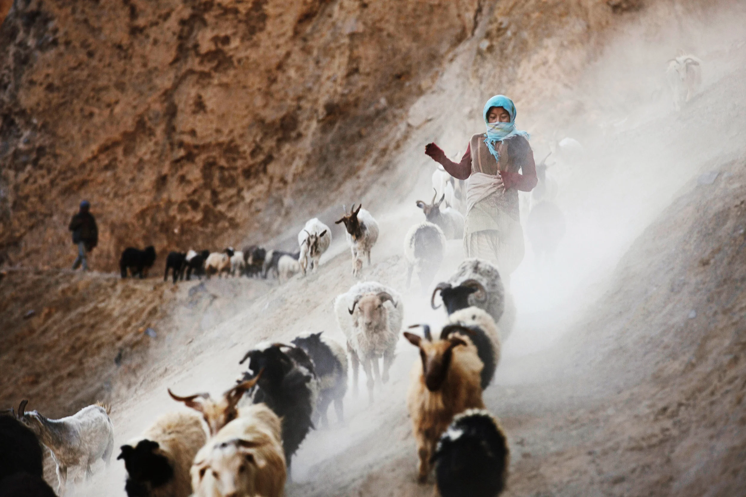 Girl-taking-her-family's-animals-home,-Dhankar,-Spiti-Valley,-India.jpg