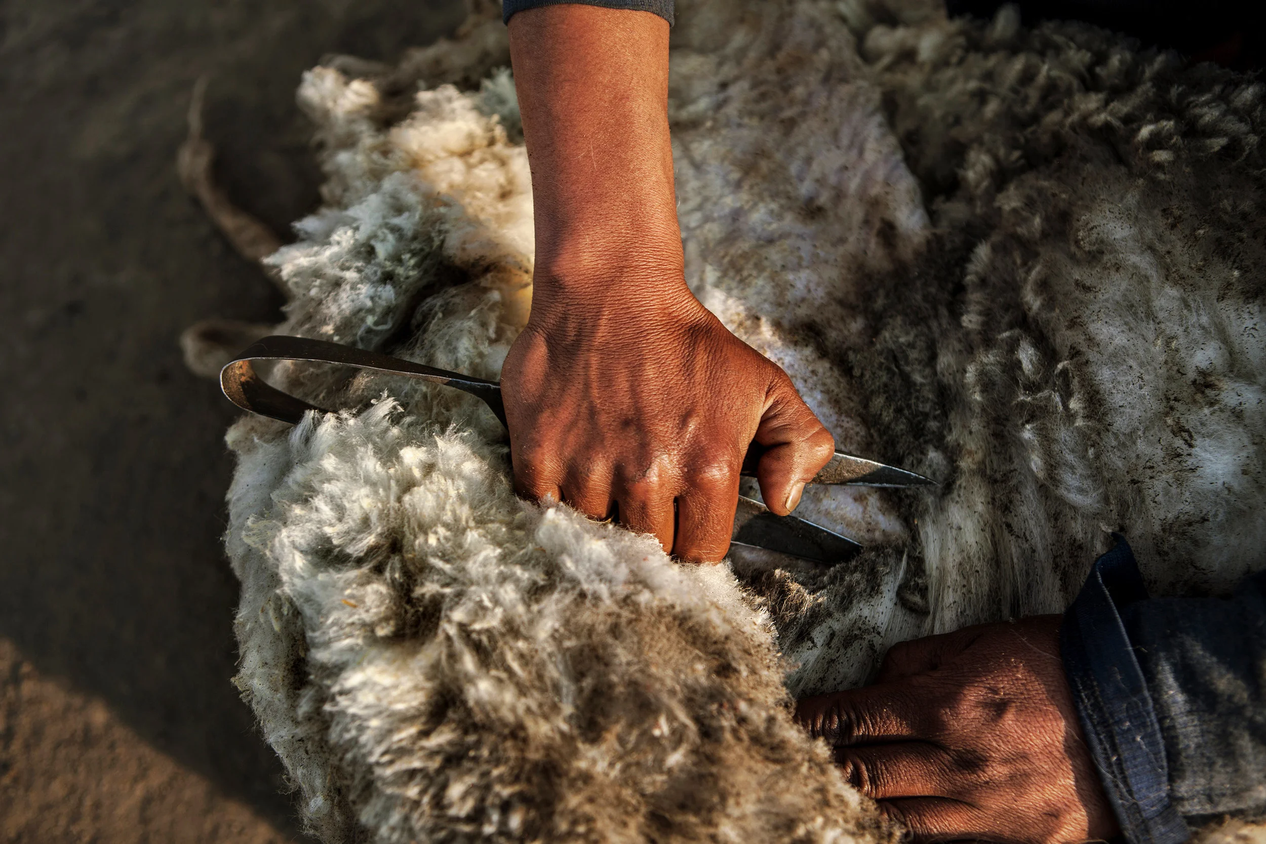 Hands-shearing-a-sheep,-Hikkim,-Spiti-Valley,-India.jpg