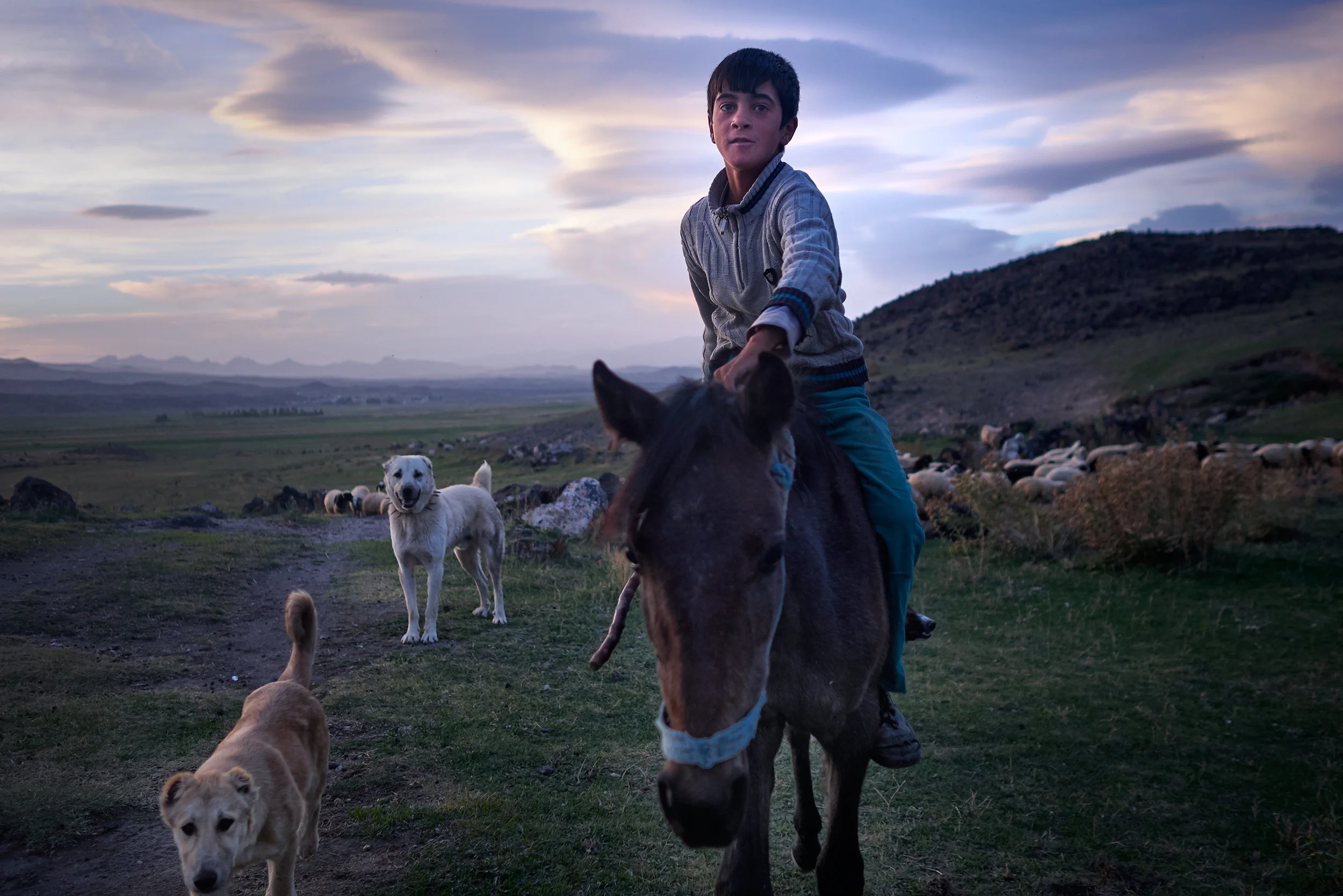 Young Faroukh and his shepherd dogs