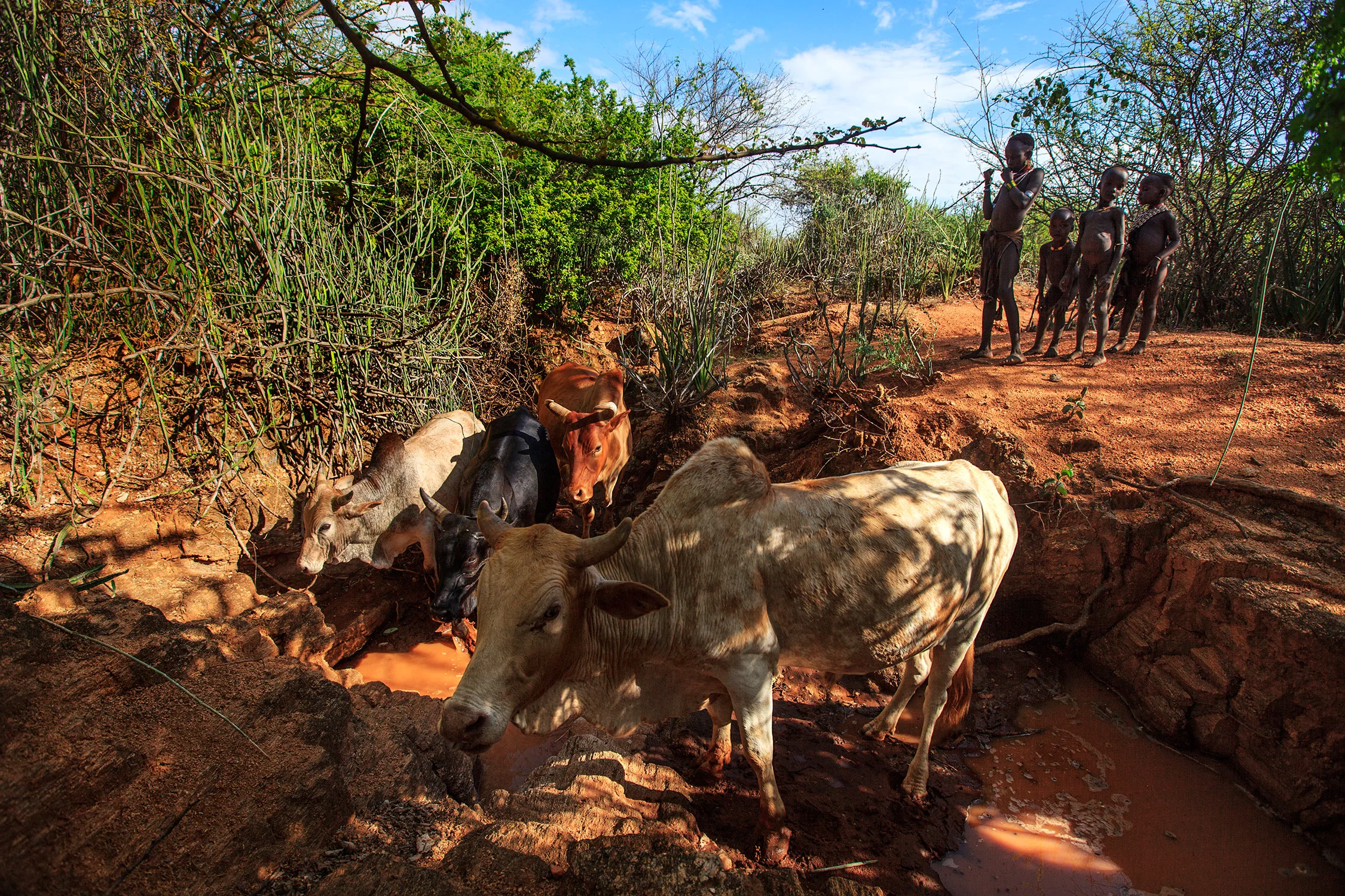 Hamer-children-taking-their-cows-to-a-watering-hole.jpg