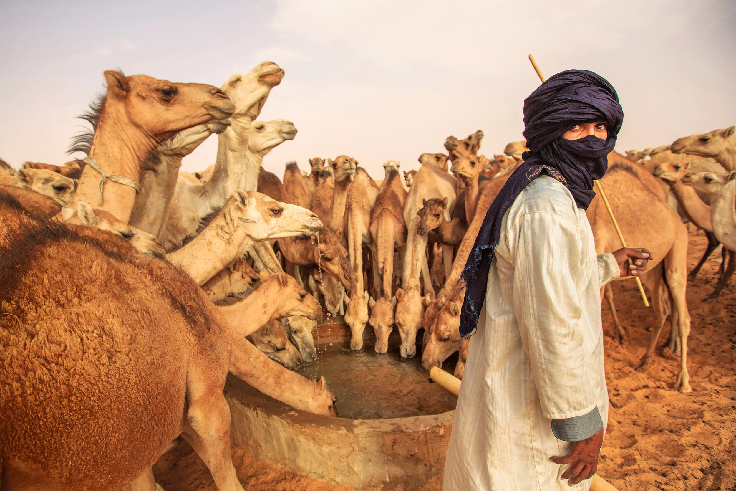 Nomad-and-camels.jpg