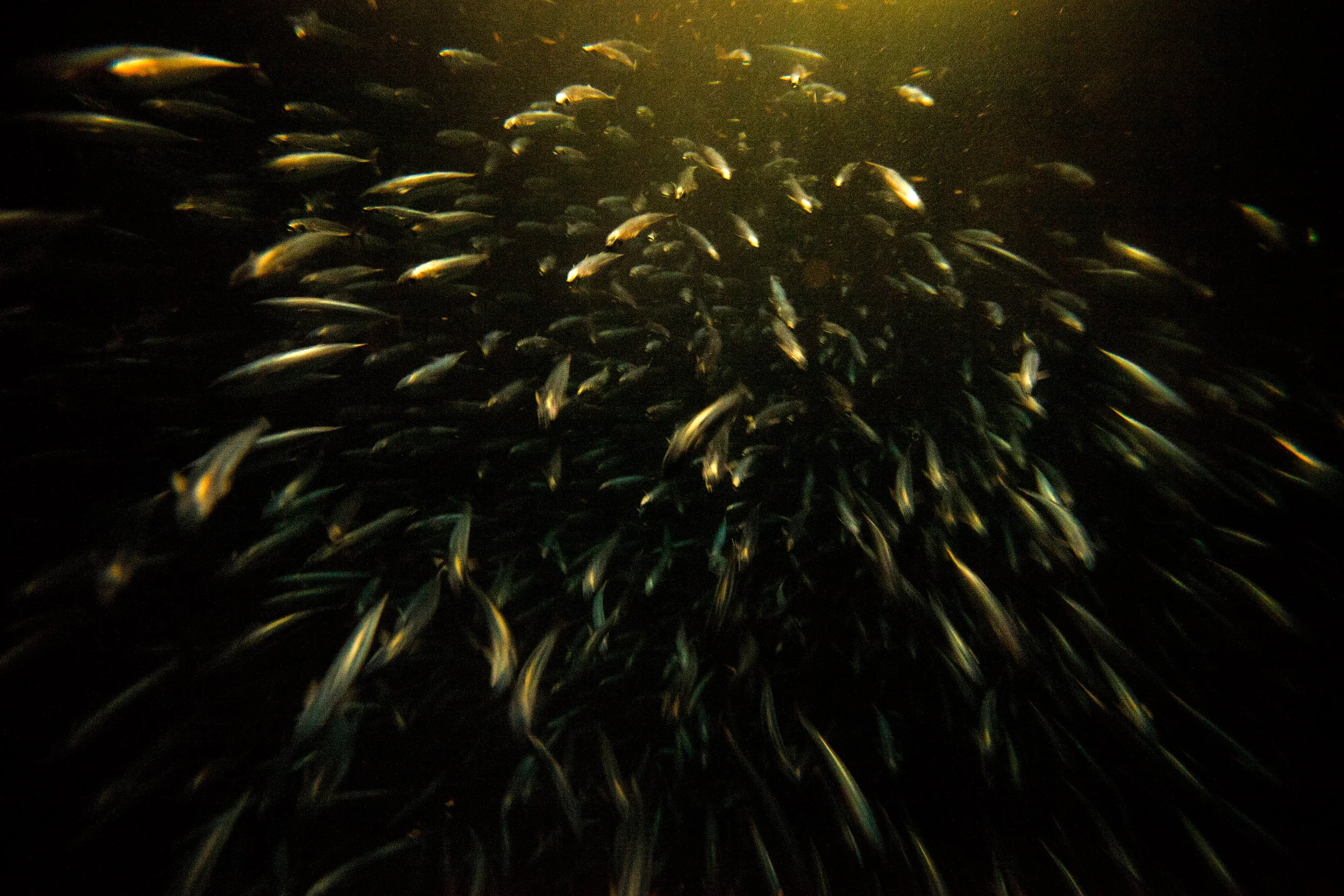 Baby-tuna-inside-the-net-at-night.jpg