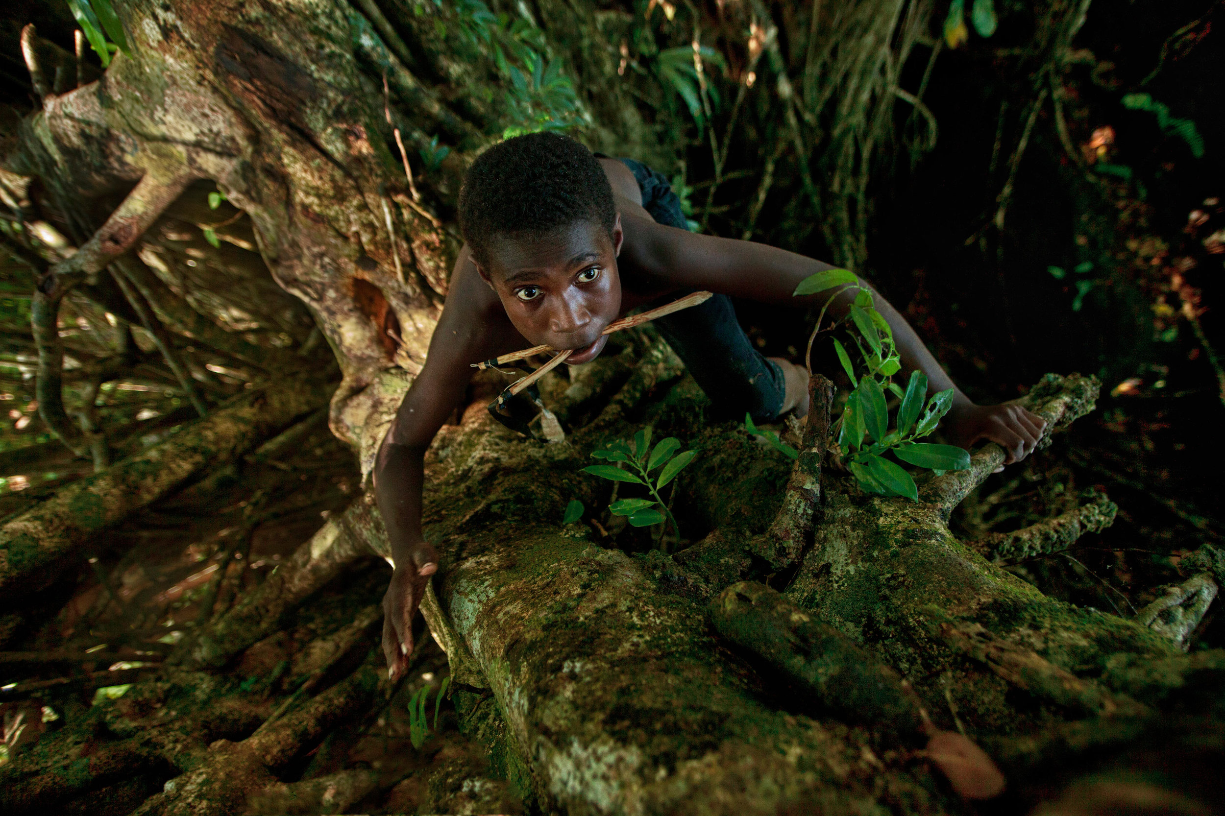 Teenage-Ni-Vanuatu-boy-climbing-a-banyan-tree---view-from-above.jpg