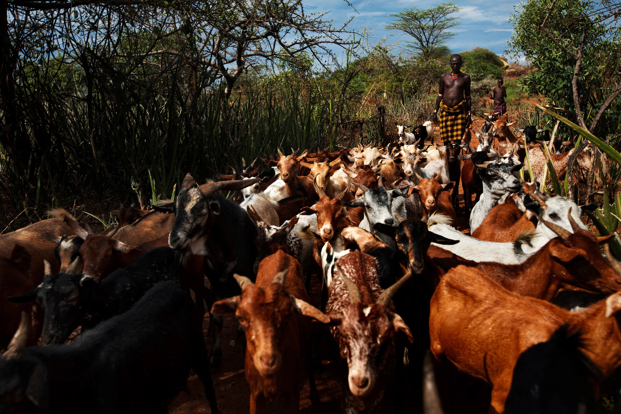 Father-and-son-take-the-goats-out-for-grazing.jpg