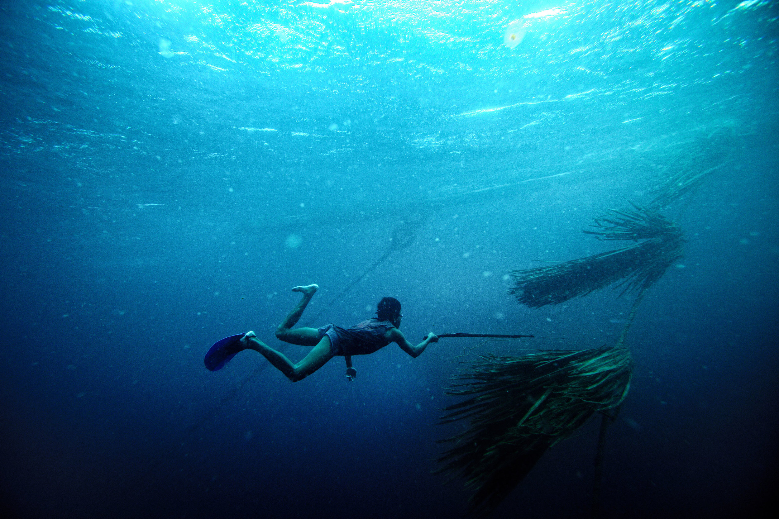 Spear-fisherman-waiting-to-shoot-fish-near-a-fish-attracting-device.jpg