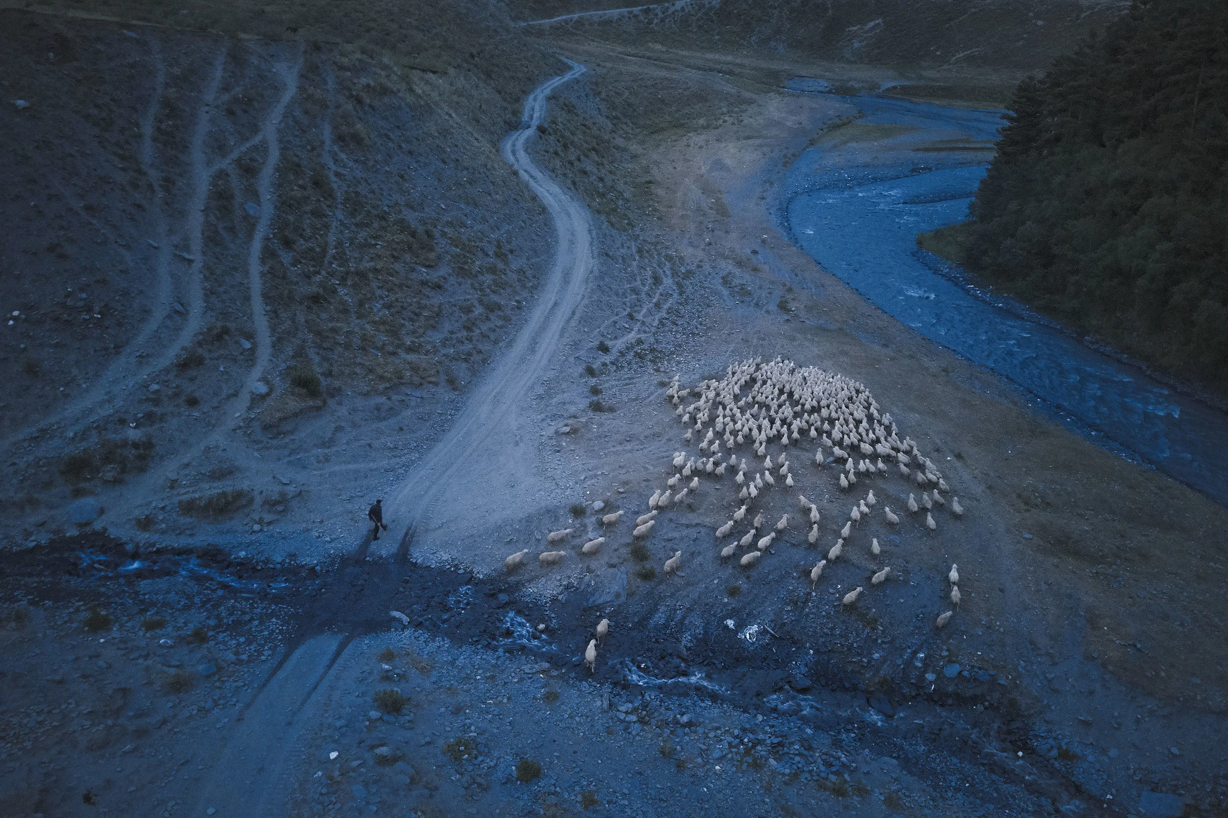 Tusheto-Georgia-herd-of-sheep-at-twilight.jpeg