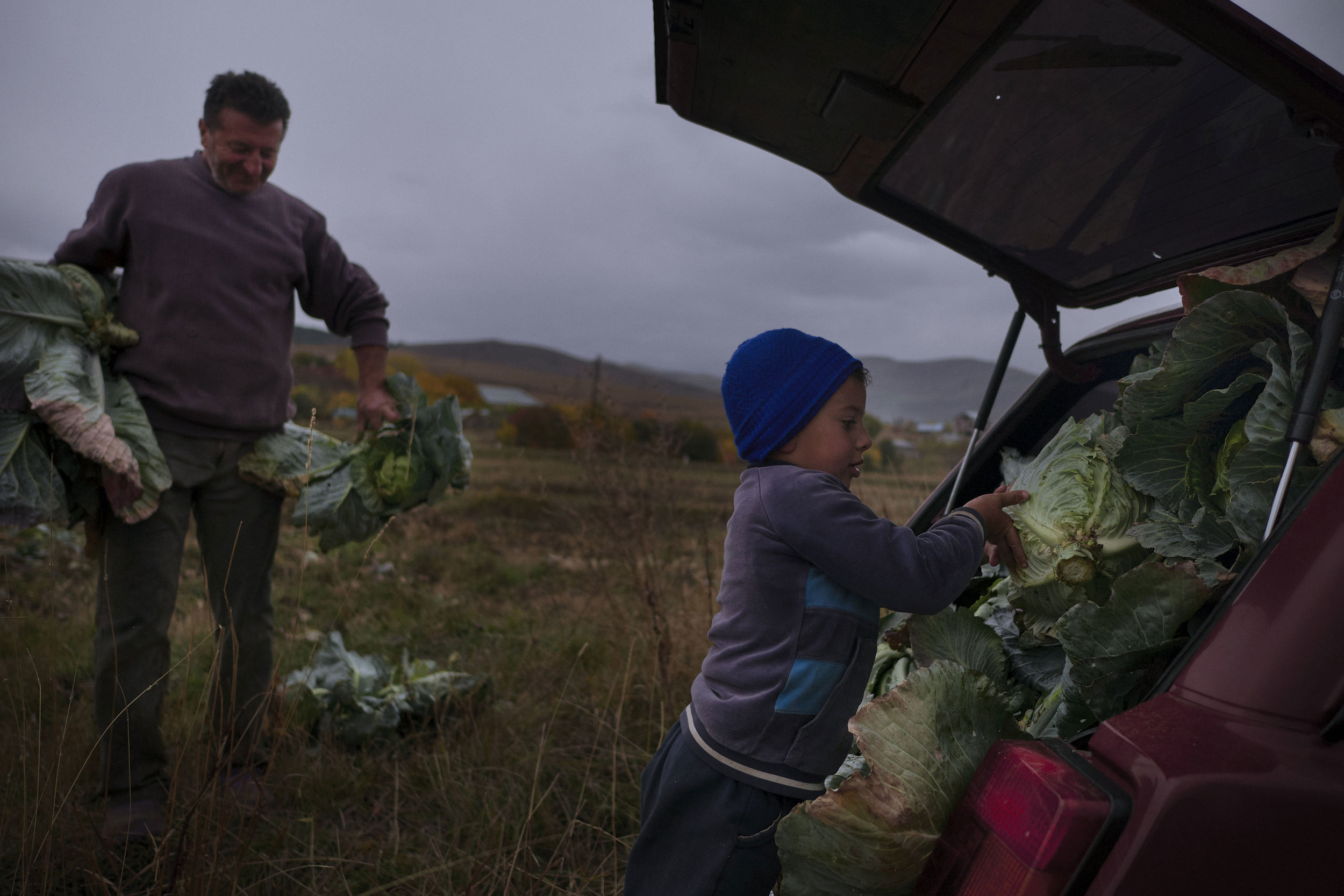 Grandfather+and+grandson+packing+cabbages.jpeg