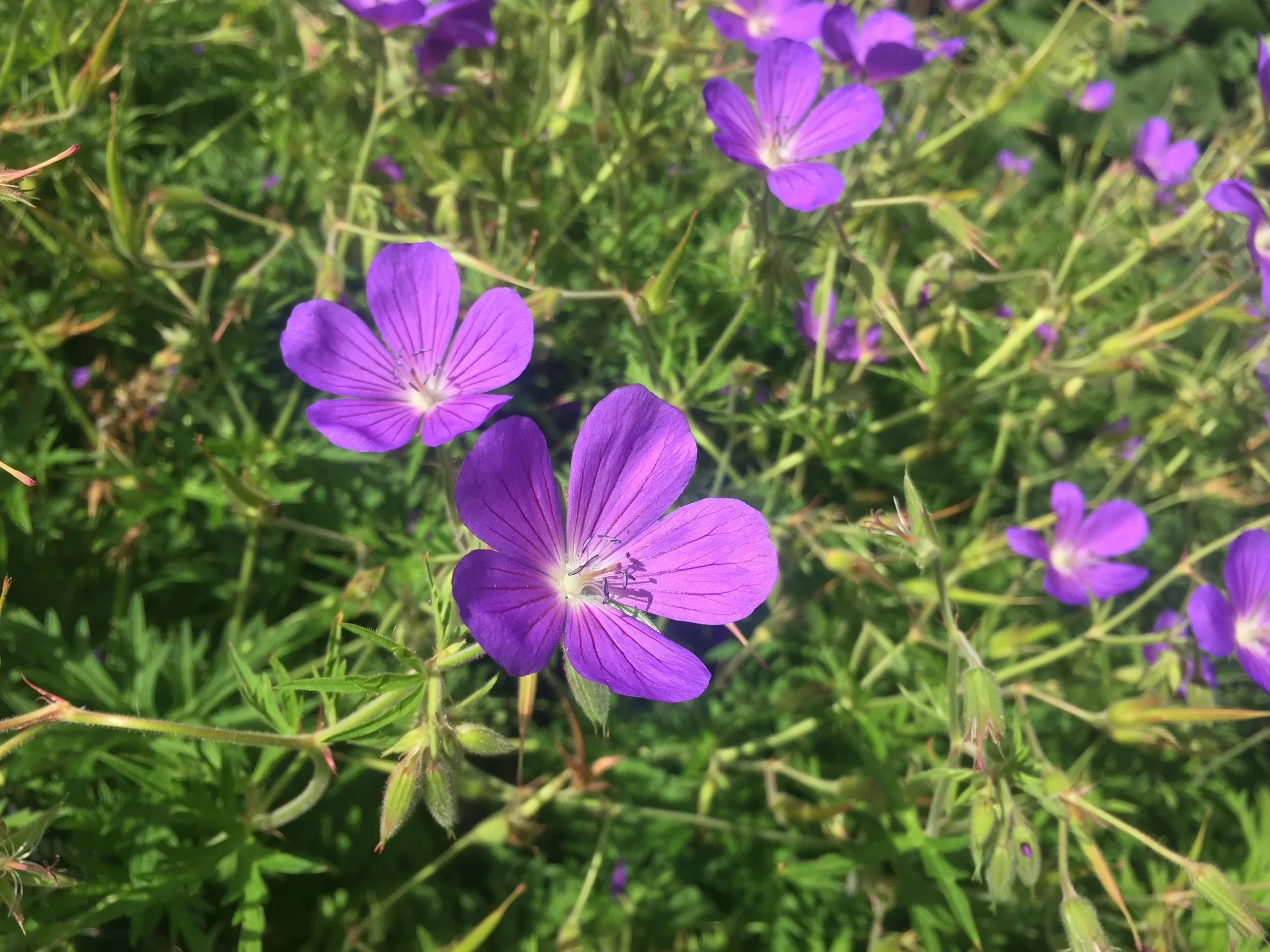Photo 11-07-2015, 16 00 36.jpg