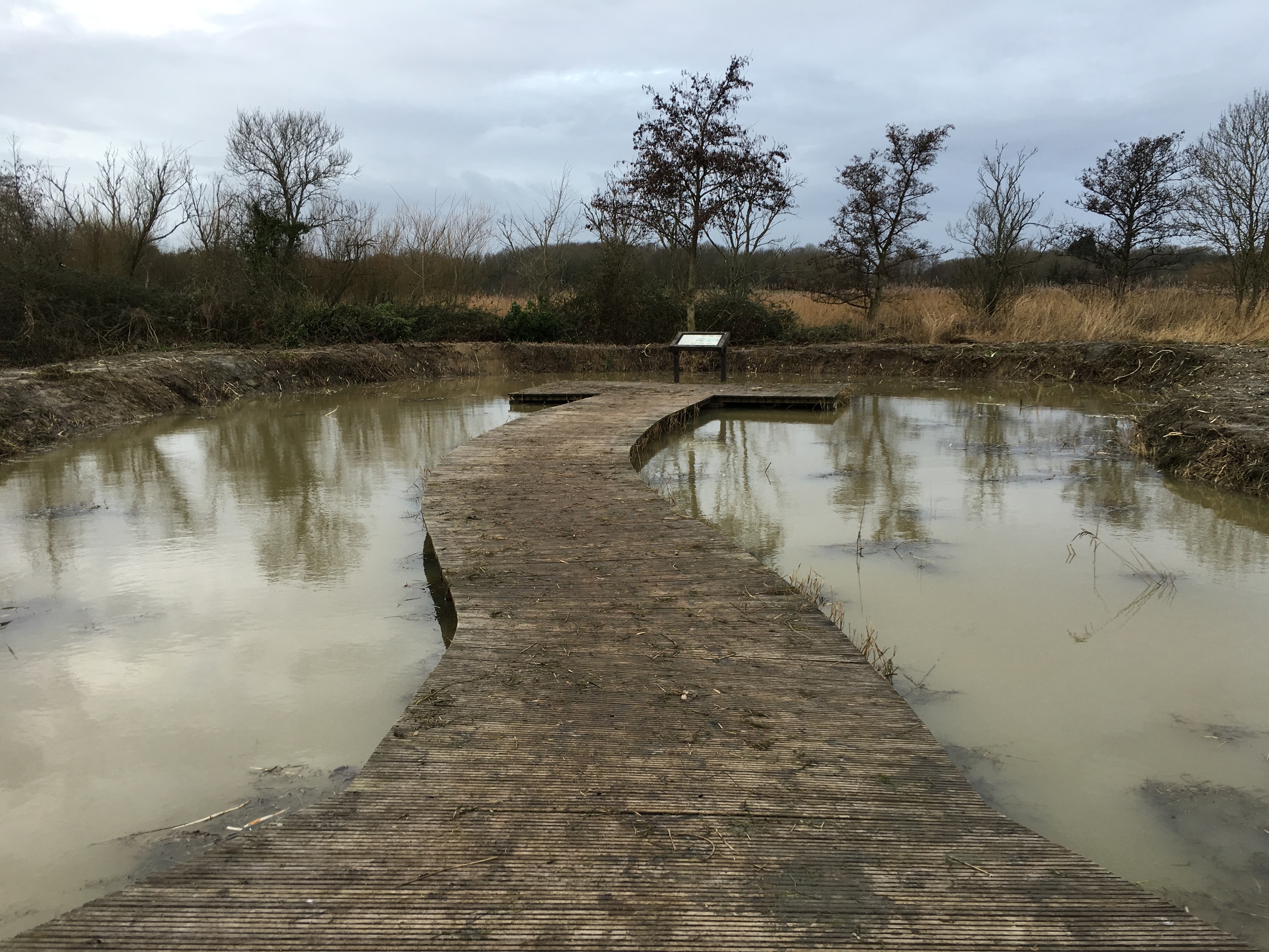 Stagnant pond