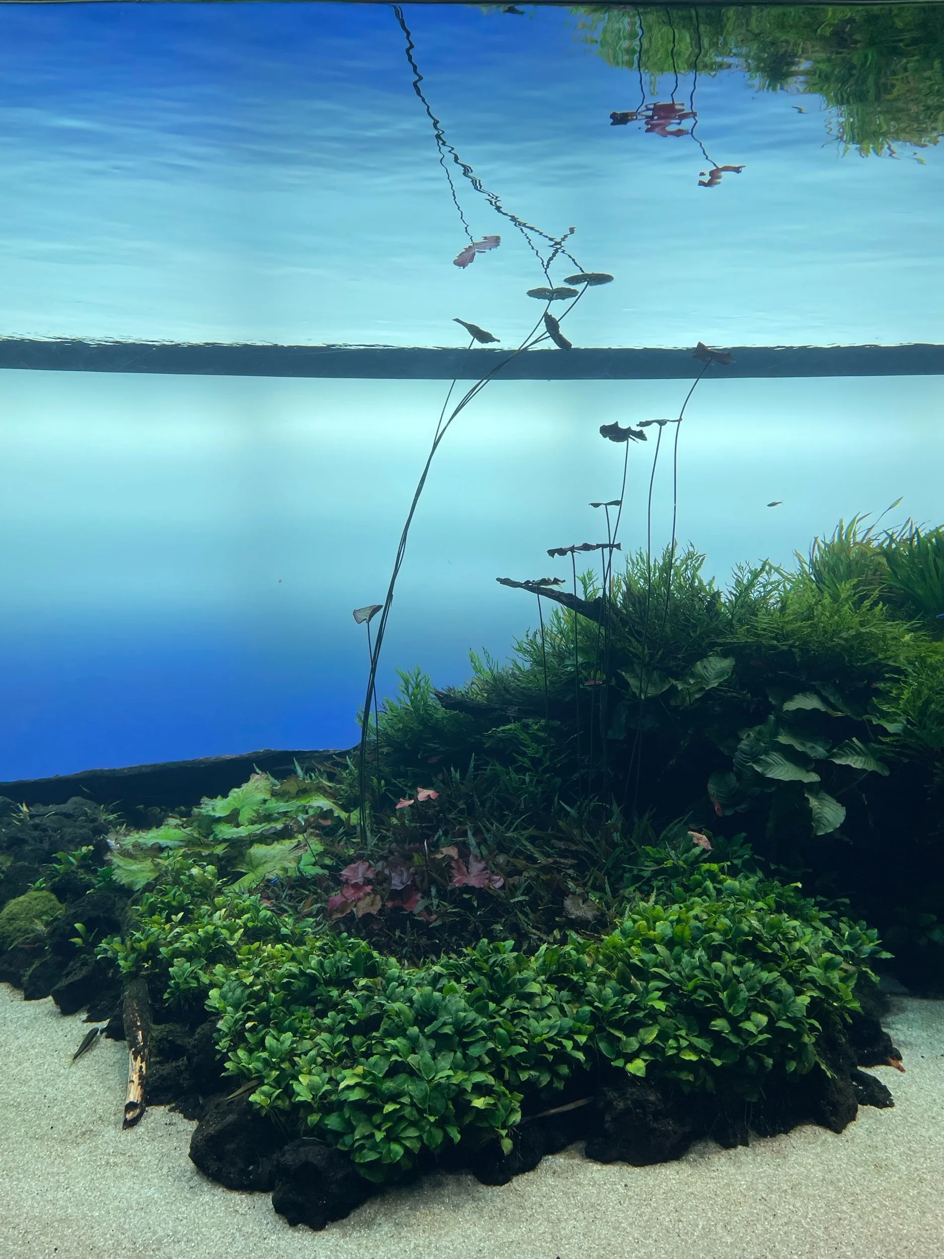 Aquarium of Lisbon, Portugal, December 2022