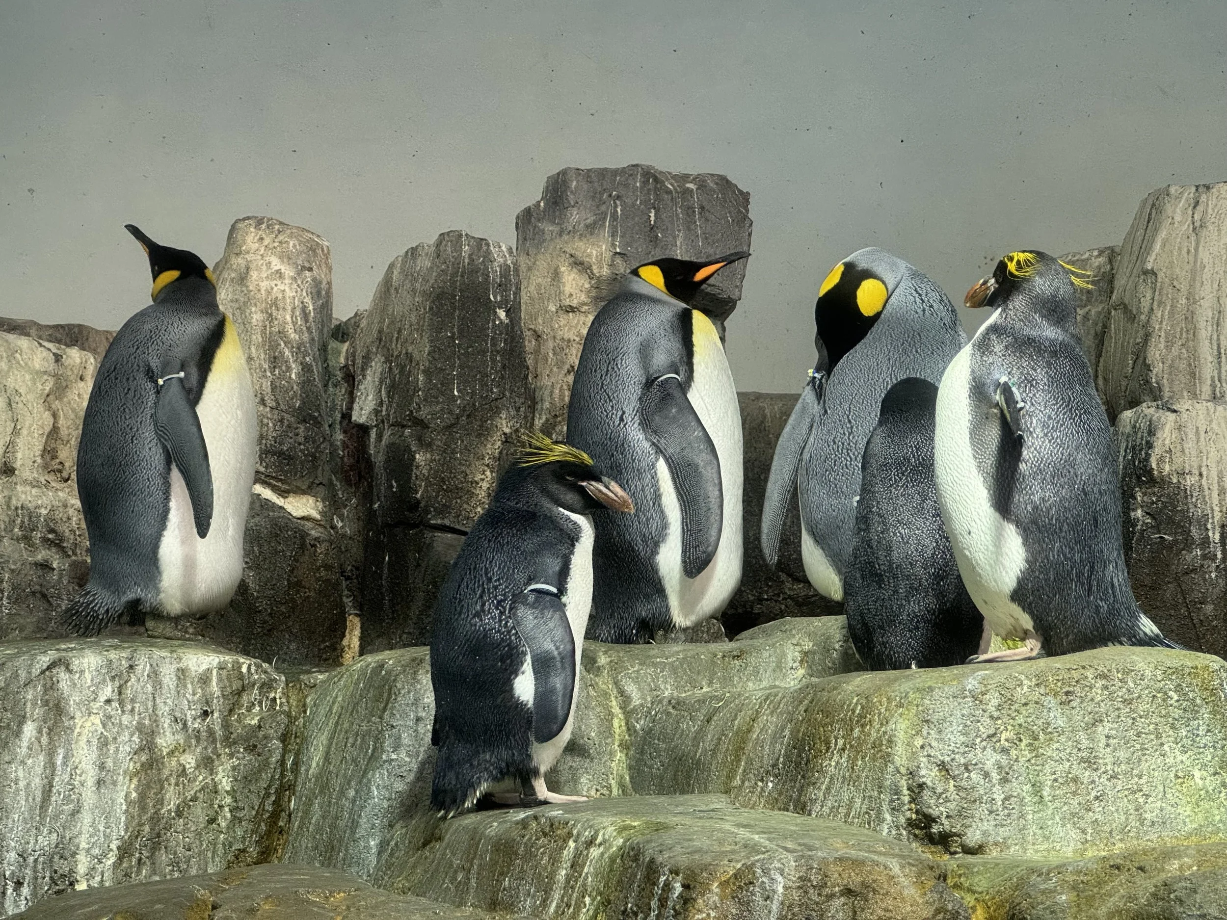 Central Park Zoo, NYC, September 2024